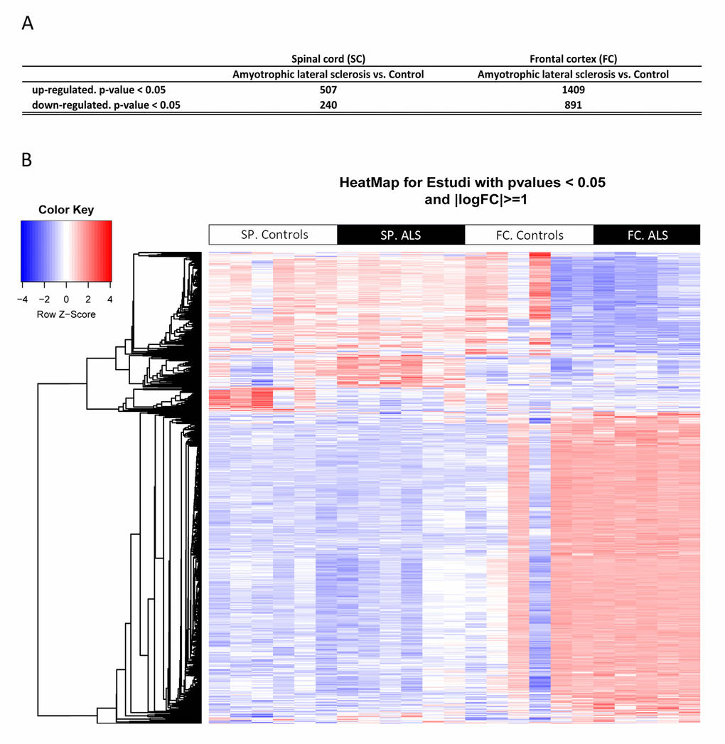 (A) Total number of significantly different expressed genes comparing transcriptomic profiles between groups and regions. (B) Hierarchical clustering heat map of expression intensities of mRNA array transcripts reflect differential gene expression profiles in the anterior horn of the spinal cord and frontal cortex area 8 in ALS compared with controls. Differences between groups are considered statistically significant at p-value ≤ 0.05. Abbreviations: ALS: amyotrophic lateral sclerosis; FC: frontal cortex area 8; mRNA: messenger RNA; SP: anterior horn of the spinal cord lumbar level.