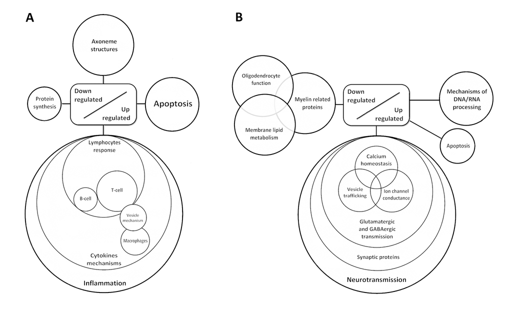 Diagram showing de-regulated gene clusters in the anterior horn of the spinal cord (A) and frontal cortex area 8 in ALS (B) as revealed by whole transcriptome arrays.