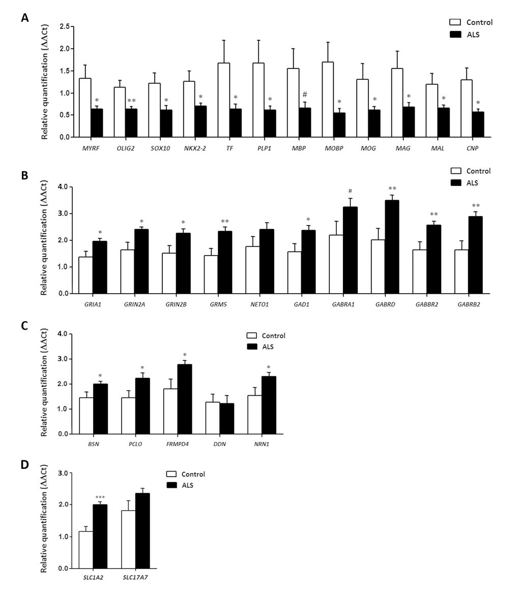mRNA expression levels of selected deregulated genes identified by microarray analysis in frontal cortex area 8 of ALS cases determined by TaqMan RT-qPCR assays. (A) oligodendroglial and myelin-related genes; (B) glutamatergic and GABAergic-related genes and corresponding ionotropic and metabotropic receptors; (C) genes coding for synaptic cleft proteins. Significant up of genes linked to neurotransmission and synapses, and significant down of genes linked to oligodendroglia and myelination. (D) Glutamate transporter coding genes. The significance level is set at * p 