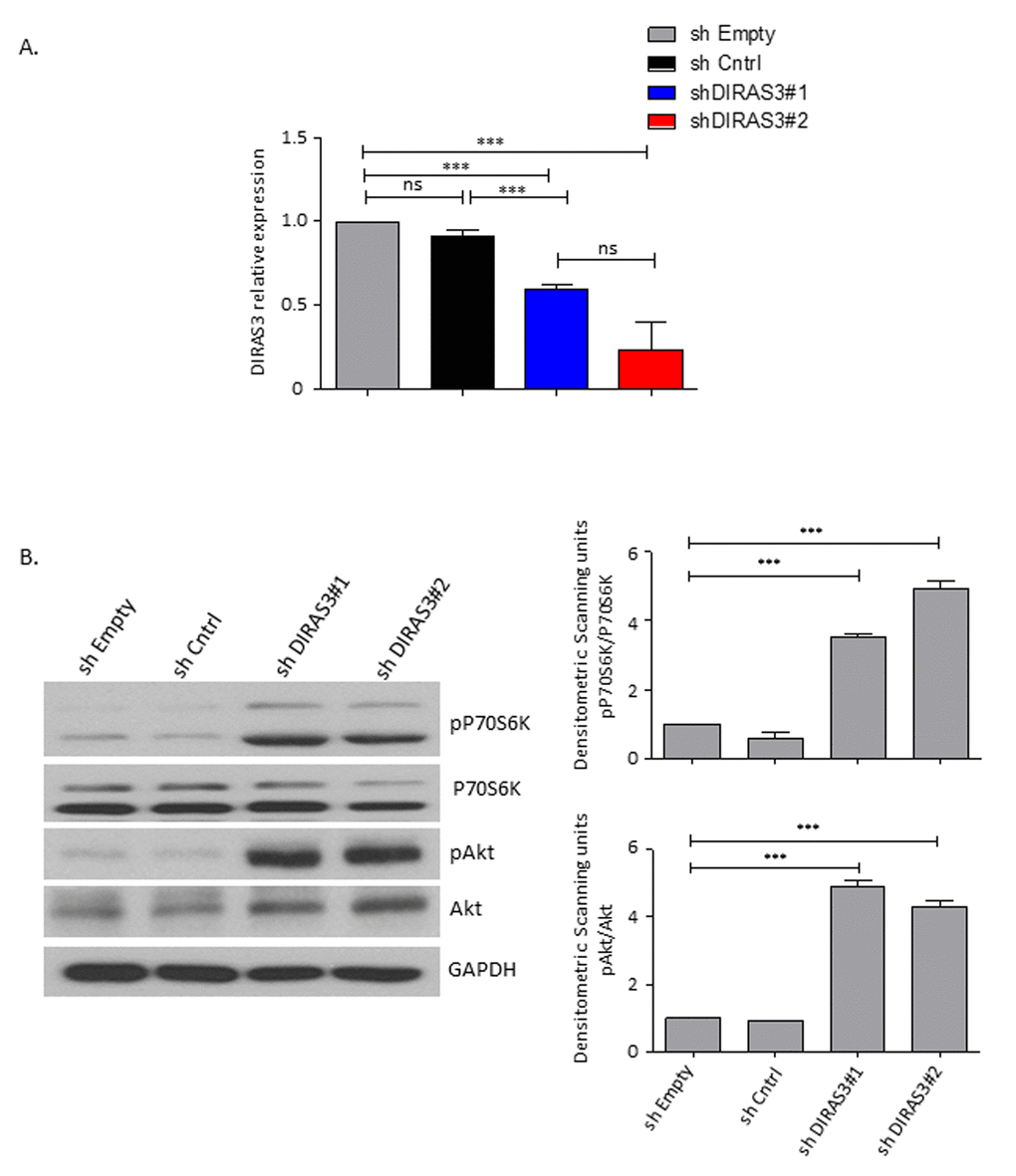 DIRAS3 knock-down (KD) leads to an upregulation of Akt-mTOR signalling in proliferating ASCs. (A) Efficiency of DIRAS3 KD in ASCs. DIRAS3 mRNA levels were measured by quantitative real time PCR (q-RT PCR) following infection of ASCs with lentiviruses expressing DIRAS3 specific shRNA. An empty vector control (shEmpty) and a scrambled sh sequence (shCntrl) are employed as controls (n=4). (B) Activation of Akt and p70S6K by DIRAS3 KD in ASCs. (Left panel) DIRAS3 was KD in ASCs using specific shRNAs as indicated. Cells were starved by serum withdrawal for 48 hours. Afterwards cell lysates were prepared and phosphorylation of Akt (S473) and P70S6K (T389) was examined by immune-blotting using specific antibodies. GAPDH served as an input control. (Right panels) Fold changes in densitometric band intensities presented as Arbitrary Units (AU) for phosphorylated proteins normalized to un-phosphorylated total proteins, acquired by image J were compared. Band intensity of shCntrl 0% FCS was taken as 1. Western blot shown is from replicate from one donor with similar protein expression pattern was observed with 2 different donors. All error bars represents the means ± SEM. p values * = p