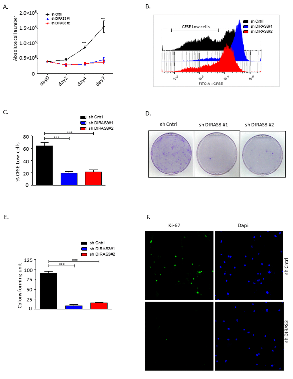 Silencing of DIRAS3 reduces proliferation and self-renewal of human ASCs. (A) Proliferation of ASCs following knock-down (KD) of DIRAS3 was monitored by cell counting (n=4). (B and C) Monitoring of cell proliferation by CFSE signal dilution technique. Flow cytometric analyses demonstrated a higher proliferation rate of shCntrl relative to shDIRAS3 infected ASCs, reflected by a significantly higher percentage of CFSE low cells compared to shDIRAS3 infected ASCs. Differentially transduced ASCs were stained with CFSE and cultured for 4 days. Dilution of CFSE signal was monitored by FACS (B). Percentage of CFSE low cells was plotted (C) (n=4). (D and E) ASCs were seeded at a density of 500 cells in tissue culture dish following transduction with shDIRAS3 and shCntrl expressing lentiviruses and selection. Number of colonies were counted 10 days post seeding after staining with crystal violet (D) and plotted (E) (n=3) (F) Expression of Ki-67 was assessed in transduced ASCs via confocal microscopy. Cells were fixed on cover slips and stained for Ki-67 (green) and DAPI (blue) for nuclear staining (n=3). All error bars represents the means ± SEM. p values *** = p