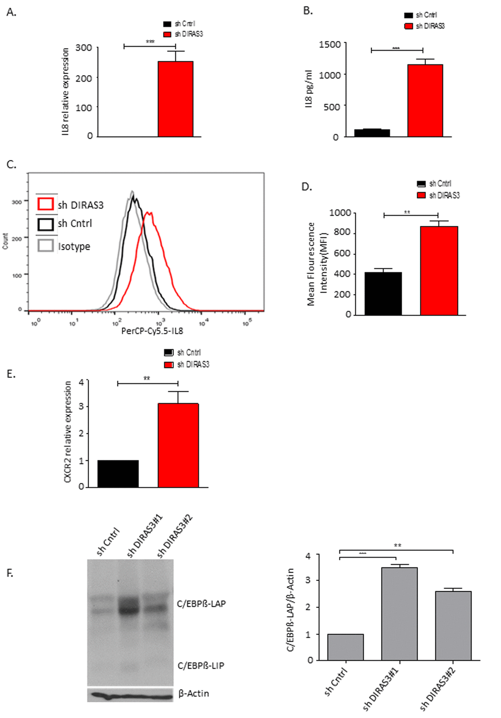 DIRAS3 KD induced senescence lead to higher production of IL-8. (A) IL-8 mRNA was quantified using q-RT PCR upon DIRAS3 KD (n=4). (B) IL-8 protein level in cell culture supernatant was quantified by ELISA (n=3). (C and D) Differentially transduced ASCs were incubated for 4 hours with brefeldin A (5µg/ml) – a protein transport inhibitor from Endoplasmic reticulum to Golgi complex, followed by fixation and permeabilization. Cells were stained by PerCP-Cy5.5-IL-8 antibody and analyzed by FACS (n=2). (E) CXCR2 mRNA was quantified using q-RT PCR upon DIRAS3 KD (n=4) (F) (Left panel) C/EBPβ protein level upon KD of DIRAS3 was analyzed by immune-blotting using anti-C/EBPβ antibodies. β-Actin served as input control. (Right panel) Fold changes in densitometric band intensities for phosphorylated proteins normalized to un-phosphorylated total proteins, acquired by image J were compared. Band intensity of shCntrl was taken as 1. Western blot shown is from replicate from one donor with similar protein expression pattern was observed with 2 different donors. All error bars represents the means ± SEM. p values * = p
