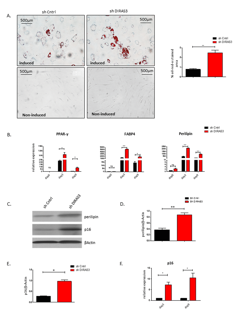 Silencing of DIRAS3 in ASCs induces both premature senescence and adipogenic differentiation. (A) (Left panel) Adipogenic differentiation of ASCs was estimated by staining the cells with Oil-Red-O stain at day 9 post induction of differentiation. Non-induced ASC controls are shown. (Right panel) Quantification of Oil-Red-O stained area using image J is shown (n=3). (B) Expression of PPARγ2, FABP4 and Perilipin mRNA was estimated at day 3 and day 9 post induction of adipogenesis. Expression at day 0 before induction was taken as 1 and fold increase was calculated. Values are normalized to β Actin. (C) Perilipin and p16INK4A protein levels were analysed in DIRAS3 KD and control ASCs at day 9 post induction of adipogenesis by western blotting. β-Actin protein served as input control. (D and E) Densitometric evaluation of western blots bands from figure C. Fold changes in densitometric band intensities of perilipin (D) and p16INK4A (E) normalized to β-Actin protein, acquired by image J were plotted. (F) p16INK4A mRNA expression was analysed in DIRAS3 KD (red) and control ASCs (black) at day 3 and 9 post adipogenesis induction by q-RT