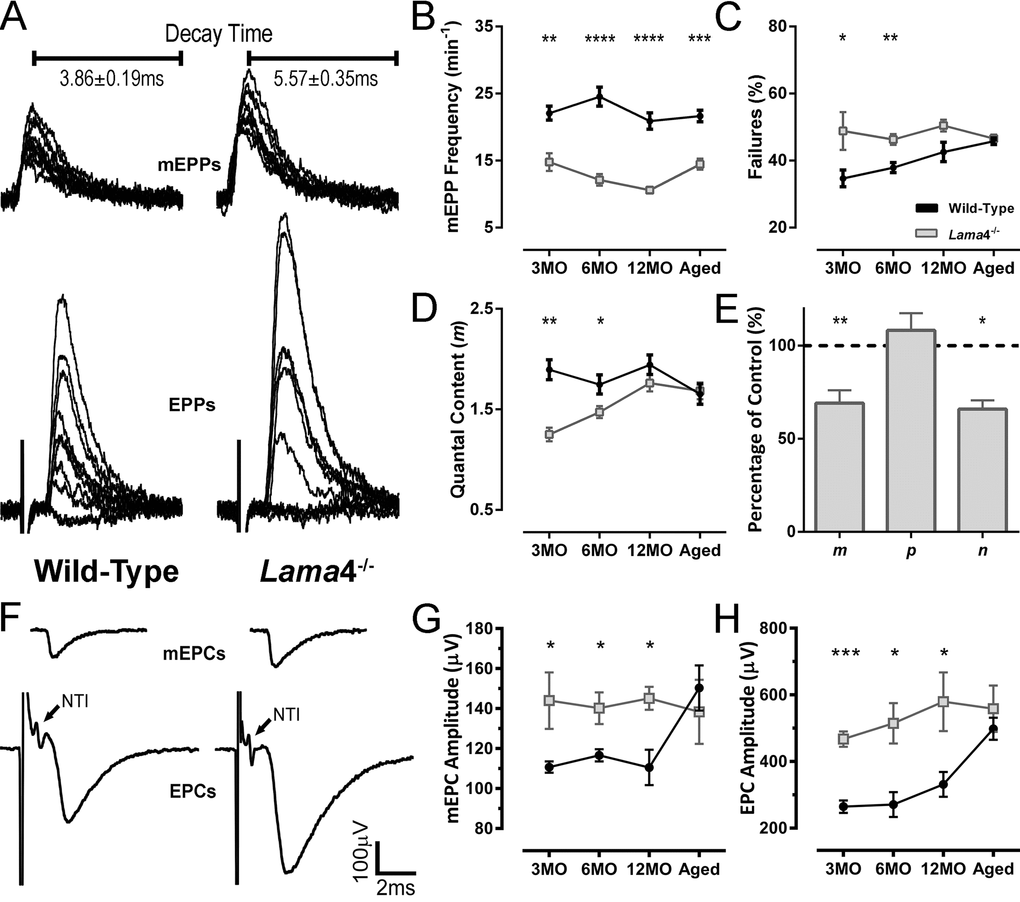 Altered transmission properties at lama4-/- neuromuscular junctions were maintained throughout adulthood to aging. (A) Sample traces from intracellular recordings of 10 consecutive mEPPs and 10 consecutive EPPs for WT and lama4-/- NMJs at 3MO in diaphragm muscle. Prolonged mEPP decay time was observed as indicated on sample traces. Stimulus artefacts have been omitted from EPP traces for clarity. (B) mEPPs frequency, (C) failures in evoked release and (D) quantal content were measured across all ages investigated. (E) Normalized binomial parameter analysis displayed decreased quantal content (m) at 3MO lama4-/- NMJs, which was resulted from lower number of active sites (n) with normal probability release of neurotransmitters (p). Binomial parameter analysis is normalized to 3MO WTs, as represented by dashed lines at 100%. (F) Sample traces from extracellular recordings of 10 averaged consecutive mEPCs and 10 averaged consecutive EPCs for WT and lama4-/- NMJs at 3MO. (G, H) amplitudes of (G) spontaneous release (mEPCs) and (H) evoked release (EPCs) across all age groups. For all graphs, n = 4-6, NMJs = 25-45 per genotype at each age. Statistical analyses were performed using Student’s t-test; values are presented as mean ± SEM (* P P P P 