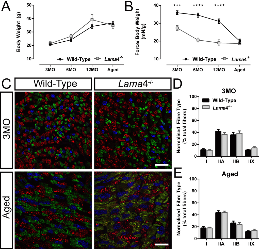 Weaker hind-limb grip force but normal distribution of different fiber types in lama4-/-. (A) Body weight of animals and (B) normalized grip force over body weight. Aged WT dropped in grip force/body weight tremendously and reached the similar level of motor performance to that of lama4-/-. (C) Triple labelling staining for different fiber types at 3MO and aged group; blue staining represents Type I, green represents Type IIA, red represents Type IIB and unstained fibers represents Type IIX in gastrocnemius muscle. Scale bar = 100 μm. (D, E) Distribution of each different fiber types at both ages of 3MO and aged was normal in both genotypes. (A-B), n = 8 for each genotype per age group investigated. (D-E), n = 5 for each genotype, with >1000 fibers counted for each genotype at 3MO and aged groups. Statistical analyses were performed using Student’s t-test; values are presented as mean ± SEM (*** P P 