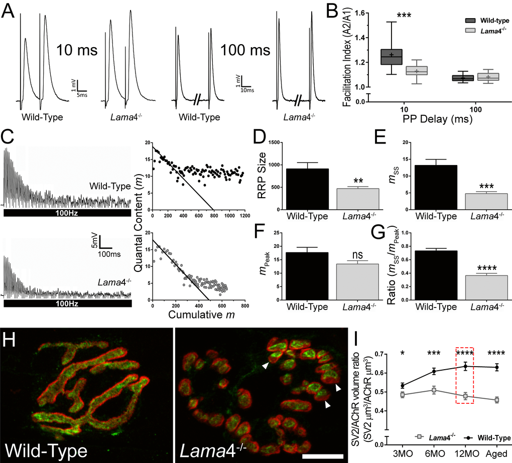 Lower facilitation and higher synaptic depression associated with decreased vesicle density at 12MO lama4-/- neuromuscular junctions in EDL muscle. (A) Sample traces of paired-pulse facilitation at 10 ms and 100 ms delay for 12MO WT and lama4-/- NMJs. (B) Plot of facilitation ratio against paired-pulse delay times at 10 ms and 100 ms. (C) Representative EPPs recordings during 100 Hz stimulation for 1 s duration at 12MO WT and lama4-/- NMJs. Estimation of RRP size was determined by plotting the y-axis (quantal content) over the x-axis (cumulative quantal content) and extrapolating the linear declining phase at x-axis. (D) RRP size, (E) quantal release during steady state plateau (mss), (F) quantal release during the first ten stimuli (mPeak) and (G) ratio of mss to mPeak measured between genotypes at 12MO. (H) Representative staining of synaptic vesicle 2 (SV2; green) with respect to postsynaptic AChRs endplate (red) at 12MO. Lama4-/- NMJ clearly displayed lower degree of overlap between SV2 and postsynaptic AChRs endplate (as indicated by arrow heads) which was not observed in WT NMJ. Scale bar = 10 µm. (I) SV2/AChR volume ratio was measured across all ages investigated. The difference in SV2/AChR volume ratio between both genotypes was evident at 12MO (as indicated in red dashed line box). (B) n = 4, NMJs = 13-15 per genotype. (D-G), n = 4, NMJs = 12 for both genotypes. (I) n = 3, NMJs = 51-82 per genotype at each age group. Statistical analyses were performed using Student’s t-tests for (B, D-G, and I); values are presented as mean ± SEM (* P P P P 