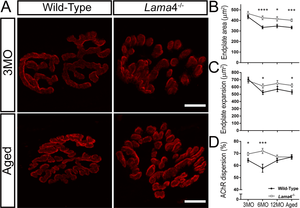 Larger postsynaptic endplates in area, expansion and dispersion of AChRs at lama4-/- neuromuscular junctions. (A) Representative staining of postsynaptic AChR endplates (red) in EDL muscle. WT and lama4-/- NMJs at 3MO had similar synapse area and endplate expansion. Aged lama4-/- NMJs maintained large synapse area and expansion similarly to 3MO whereas aged WT appeared smaller in area and expansion in comparison with both genotypes at 3MO and aged lama4-/- NMJs. Scale bar = 10 µm. Quantification of (B) synapse area, (C) endplate expansion and (D) dispersion of AChRs across all age groups. (B-D) n = 3, NMJs = 51-82 per genotype at each age group. Statistical analyses were performed using Student’s t-tests; values are presented as mean ± SEM (* P P P 