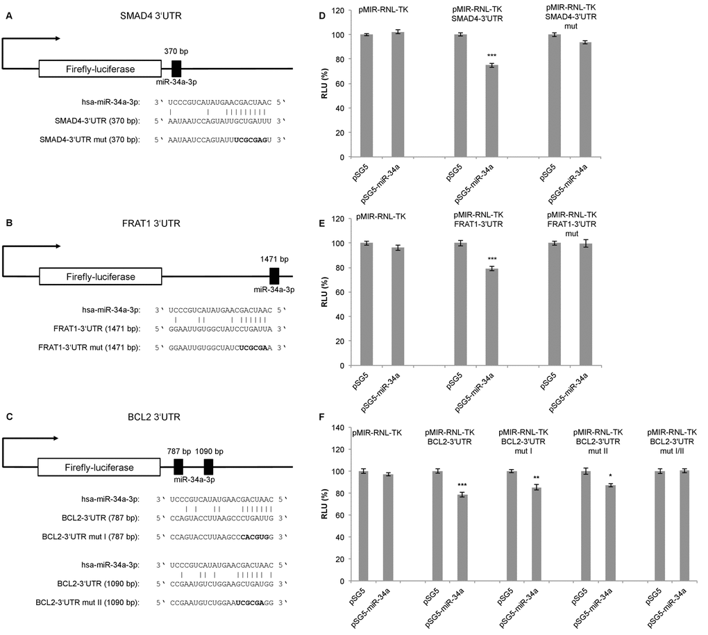 Dual luciferase reporter gene assays for SMAD4, FRAT1 and BCL2. (A, B, C) Schematic representation of luciferase reporter gene constructs with wild-type miRNA binding sites (3’UTR) and mutated variants (3’UTR mut) for SMAD4, FRAT1 and BCL2. (D, E, F) Dual luciferase reporter gene assays 48 h after co-transfection of HEK293T cells with reporter gene constructs (pMIR-RNL-TK) with the respective wild-type or mutated 3‘UTR for each target and control (pSG5) or miRNA-expression construct (pSG5-miR-34a) in the indicated combinations. Relative luciferase units (RLU) are means ± SEM of three independent experiments performed in duplicates (*, P 