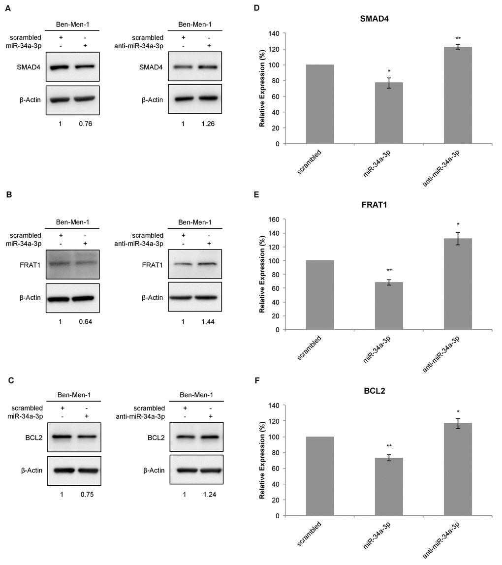 Western blot for SMAD4, FRAT1 and BCL2 protein expression after deregulation of miR-34a-3p in Ben-Men-1 cells. (A, B, C) Representative Western blot images for SMAD4, FRAT1 and BCL2 protein expression 48 h after transfection of Ben-Men-1 cells with control (scrambled), miR-34a-3p (mimic) or anti-miR-34a-3p (inhibitor) using β-actin as loading control. (D, E, F) Quantification of SMAD4, FRAT1 and BCL2 protein expression relative to β-actin protein expression determined by Western blot. Values are means ± SD of three independent experiments (*, P 