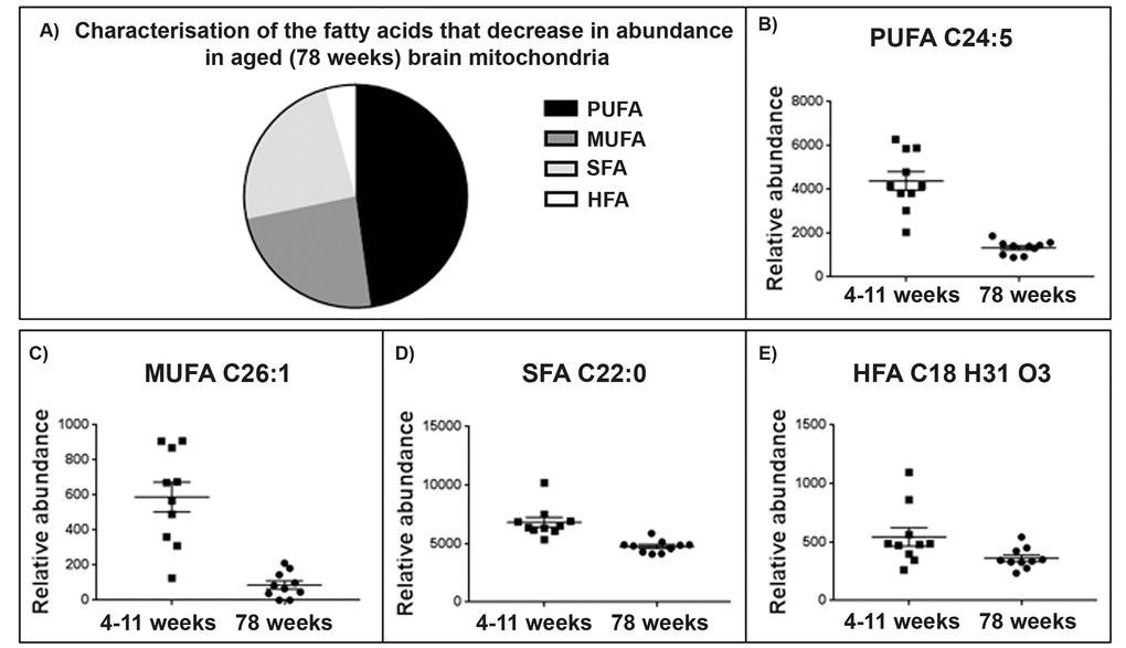 Brain mitochondrial fatty acid composition decreases with ageing. (A) Characterisation of fatty acid species that decrease in the ageing brain mitochondria. 94% of the fatty acids identified (Supplementary Table 5) decrease with ageing in the brain mitochondria. 48% of the fatty acids found to decrease were identified as polyunsaturated fatty acids (PUFA), 24% were saturated fatty acids (SFA), 24% monounsaturated fatty acids (MUFA) and a small percentage, 4%, were identified as hydroxy fatty acids (HFA). (C) Representative scatter plot for the lipid m/z 357.2796, tentatively identified as PUFA C22:5. This lipid shows a significant decrease in abundance in 78 week old brain mitochondria (n=10) compared to 4-11 week old brain mitochondria (n=10), p=0.048. (D) Representative scatter ploy for the lipid m/z 393.3732, tentatively identified as a C26.1 MUFA shows a decrease in abundance aged brain mitochondria. (E) Representative scatter plot for the saturated fatty acids. The lipid m/z 339.3264, tentatively identified as SFA C22:0 decreases in abundance in aged brain mitochondria. (F) Representative scatter plot for the lipid m/z 295.2274 tentatively identified as HFA C18 H31 O3. This lipid decreases in abundance in aged brain mitochondria. Scatter plots display abundance ± SEM. We used Wilcoxon Rank test and Bonferroni correction. Refer to Supplementary Table 5.