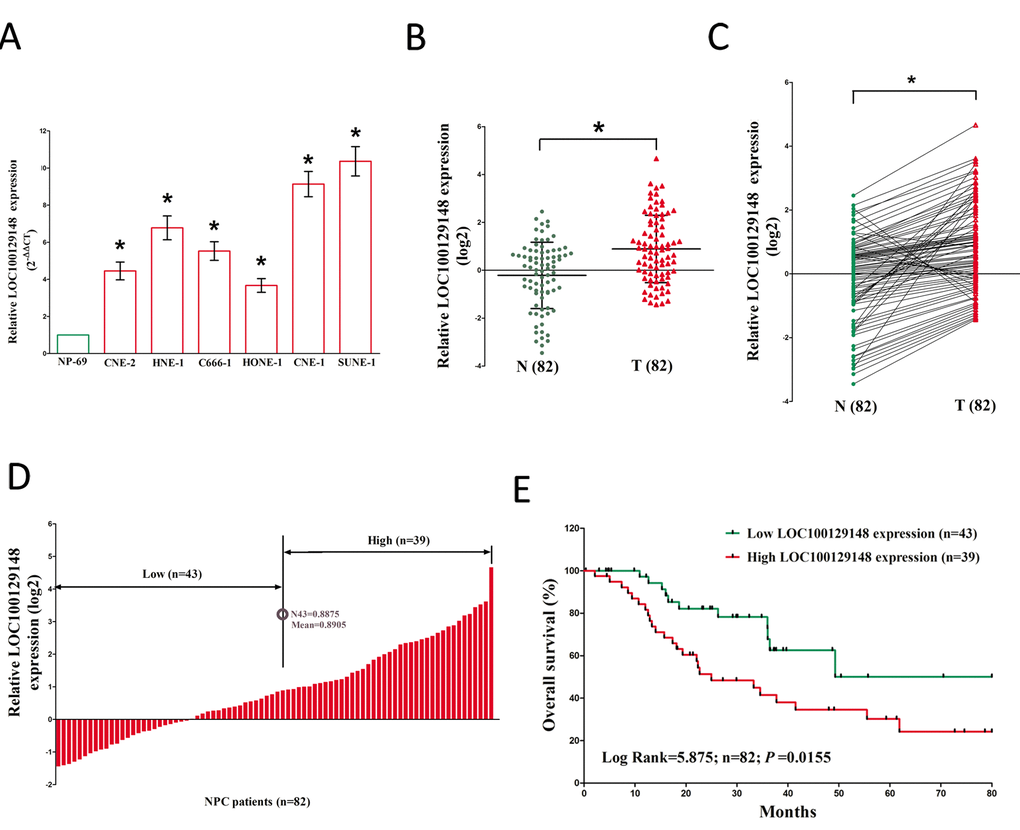 Relative LOC100129148 expression in NPC tissues and cell lines, and its clinical significance. (A) Relative expression of LOC100129148 expression in NPC cell lines and normal NP epidermal cell. (B) Relative expression of LOC100129148 expression in NPC tissues (n = 82) and in paired adjacent normal tissues (n = 82). LOC100129148 expression was examined by qPCR and normalized to GAPDH expression. (shown as log2 ΔCT). (C) Relative expression of LOC100129148 expression in NPC tissues (n = 82) and in paired adjacent normal tissues (n = 82). LOC100129148 expression was examined by qPCR and normalized to GAPDH expression. (shown as log2ΔCT). (D) NPC patients were divided into a high group (≥mean, n=39) and a low group ((E) The Kaplan-Meier survival analysis indicated that LOC100129148 high expression (red line, n=39) has a worse overall survival compared to the low expression subgroup (green line, n=43). *P 