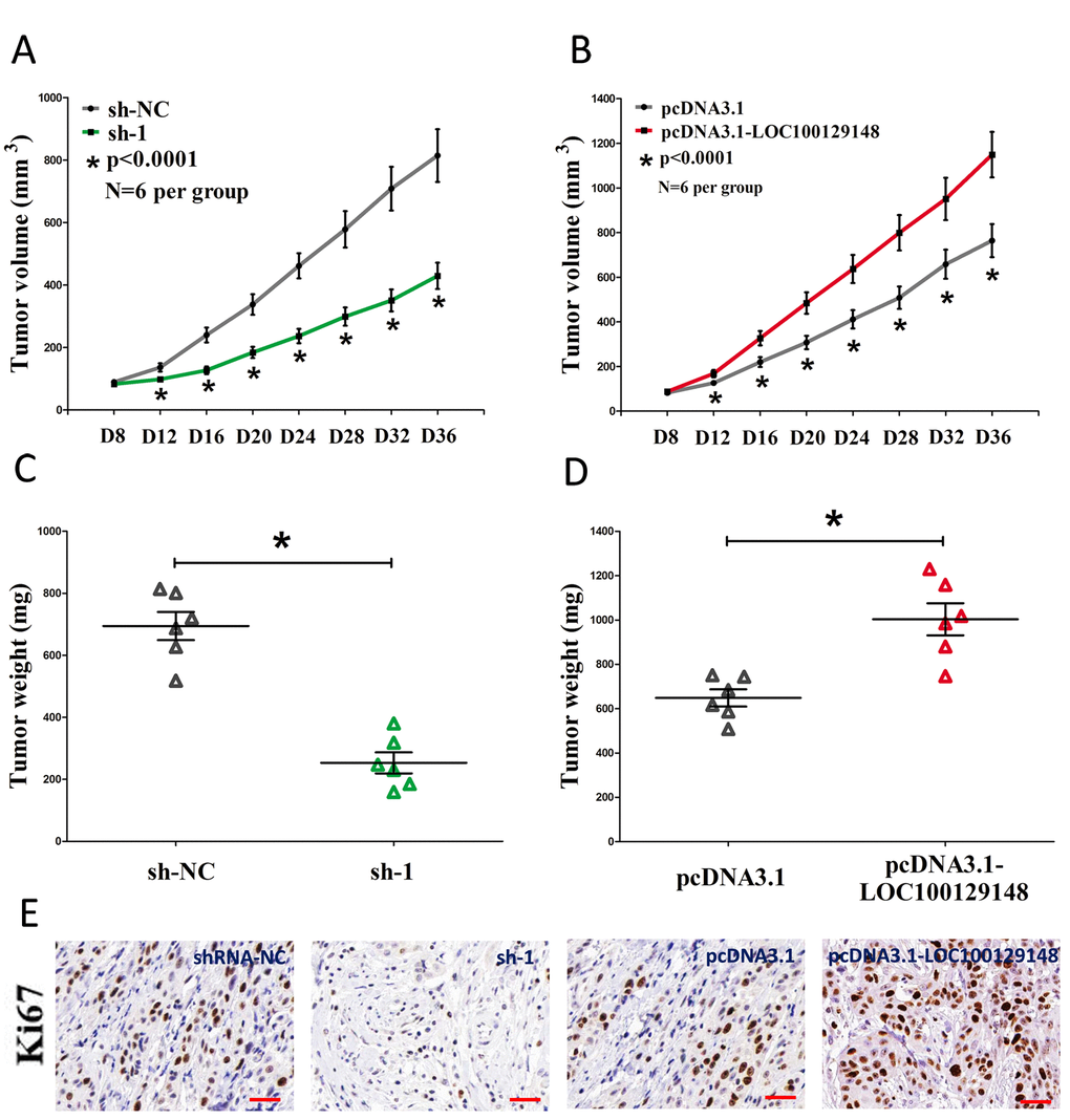 LOC100129148 promotes tumor NPC cell growth in vivo. (A-B) Tumor volume subcutaneous implantation models of CNE-1 cell are shown. (C-D) Tumor weight subcutaneous implantation models of CNE-1 cell are shown. (E) Immunohistochemistry of Ki67 in tumors isolated from shRNA-NC, sh-1, pcDNA3.1, and pcDNA3.1-LOC100129148 groups. Assays were performed in triplicate. *P 