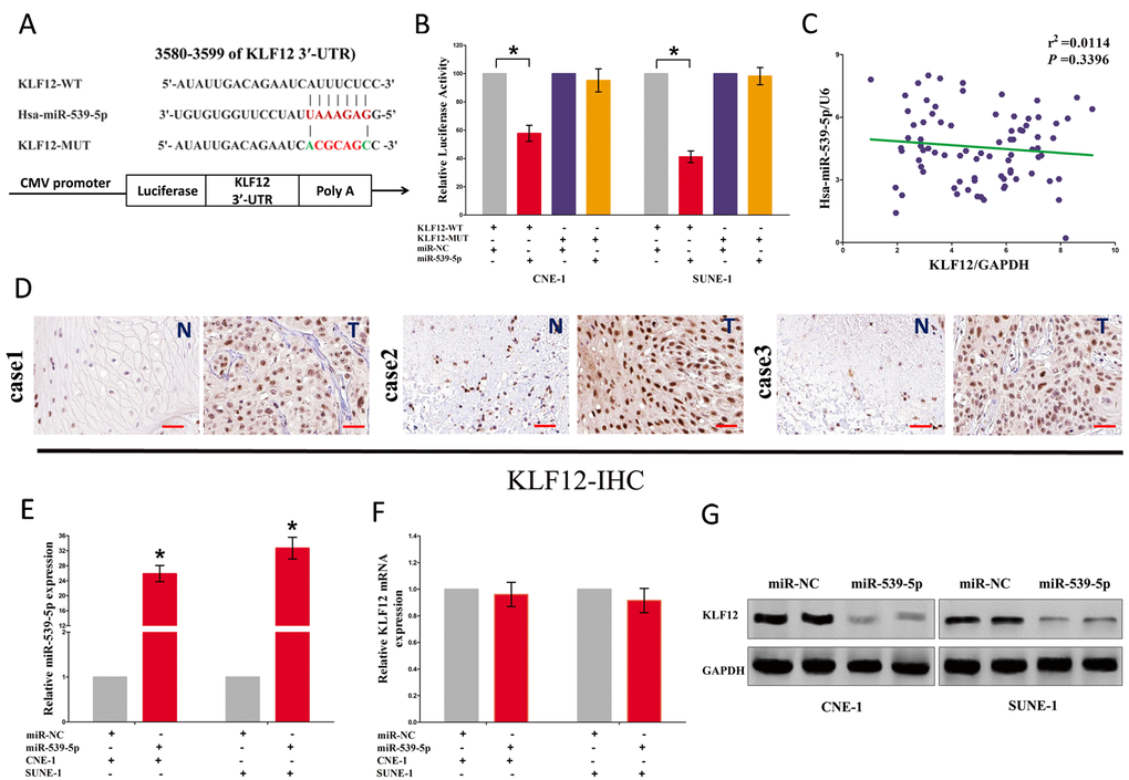 LOC100129148's oncogenic activity is in part through negative regulation of miR-539-5p, and then activation of KLF12 in NPC cells. (A) The 3'-UTR of KLF12 harbors one miR-539-5p cognate site. (B) Relative luciferase activity of reporter plasmids carrying wild-type or mutant KLF12 3'-UTR in CNE-1 and SUNE-1 cells co-transfected with negative control (NC) or miR-539-5p mimic. (C) mRNA expression of KLF12 and miR-539-5p in NPC tissues. (D) KLF12 is highly expressed in NPC tissues (T) that NP tissues (N). (E) Relative miR-539-5p expression after transfection with miR-NC and miR-539-5p. (F) Relative KLF12 mRNA expression after transfection with miR-NC and miR-539-5p. (G) Relative KLF12 protein expression after transfection with miR-NC and miR-539-5p. Assays were performed in triplicate. *P 