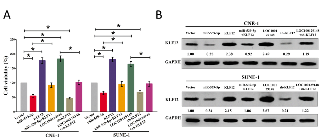LOC100129148's oncogenic activity is in part through negative regulation of miR-539-5p, and then activation of KLF12 in NPC cells. (A) Statistical analysis of trypan blue staining. (B) Protein expression of KLF12 in miR-539-5p, sh-KLF12, LOC100129148, or LOC100129148+sh-KLF12 treated CNE-1 and SUNE-1 cells. Assays were performed in triplicate. *P 