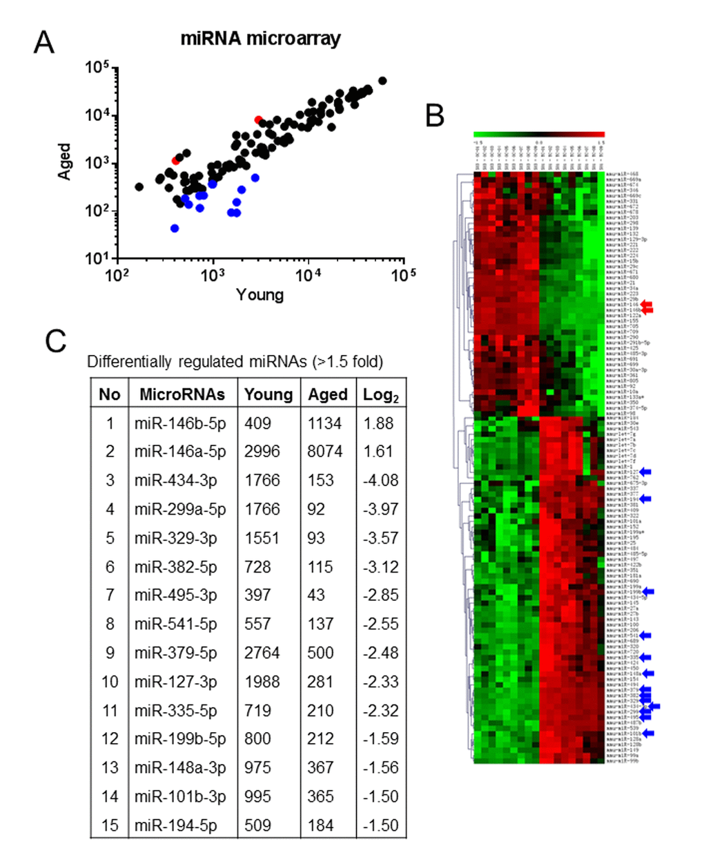 Aging alters miRNA expression profile in skeletal muscle. (A and B) Total RNA was isolated from the skeletal muscles from three-month-old young control and 26-month-old aging mice and used in miRNA microarray analyses to determine the expression levels of mouse miRNAs. Data on the scatter plot shows log10-transformed signal intensities for each probe labeled with Cy3 (young) and Cy5 (aging) mice (A). The heat map shows miRNAs significantly differentially expressed in skeletal muscle from aging mice (B). Each dot represents one miRNA probe. (C) Differentially-regulated (≥ 1.5 fold) age-related miRNAs.
