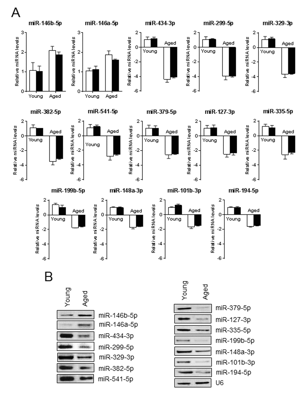 Validation of aging associated miRNA expression profile. (A and B) A portion of RNA used in the microarray was used in qPCR (A) and in a separate experiment by solution hybridization technique with 5’ biotin-labeled miRNAs (B) to confirm the expression level of miRNAs that were differentially regulated ≥1.5-fold in the microarray. U6 served as both loading control and normalizer. Gel pictures are representative of three independent experiments. Each bar indicates mean ± SEM (n = 3). White and black bars indicate the levels of miRNA measured by microarray and qPCR, respectively.