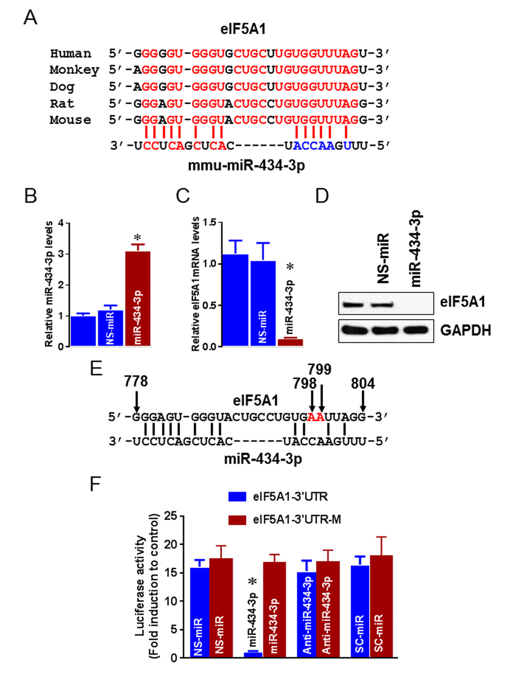eIF5A1 is a target mRNA of miR-434-3p. (A) Sequence alignment of putative miR-434-3p targeting site in the 3’-UTR of eIF5A1 shows high levels of complementarity. (B-D) Myotubes were transfected with miR-434-3p mimetic or NS-mimetic. miR-434-3p overexpression was determined by qPCR assay (B). U6 served as a normalizer. eIF5A1 mRNA levels were analyzed 24 h after transfection by qPCR (C) and eIF5A1 protein levels were analyzed 36 h after transfection by Western blot (D). (E) Sequence information represents the site directed mutagenesis on the 3’UTR of eIF5A1. Red letters indicate mutated nucleotide and arrows indicate nucleotide position. (F) The eIF5A1 3’-UTR–luciferase construct or eIF5A1 3’-UTR mutated–luciferase construct were co-transfected with NS-mimetic, miR-434-3p mimetic, miR-434-3p antagomir or SC-miR. Forty-eight hours after transfection, cells were collected, and then firefly luciferase activities were estimated and normalized to Renilla luciferase activities. Each bar indicates mean ± SEM (n = 3). *P 