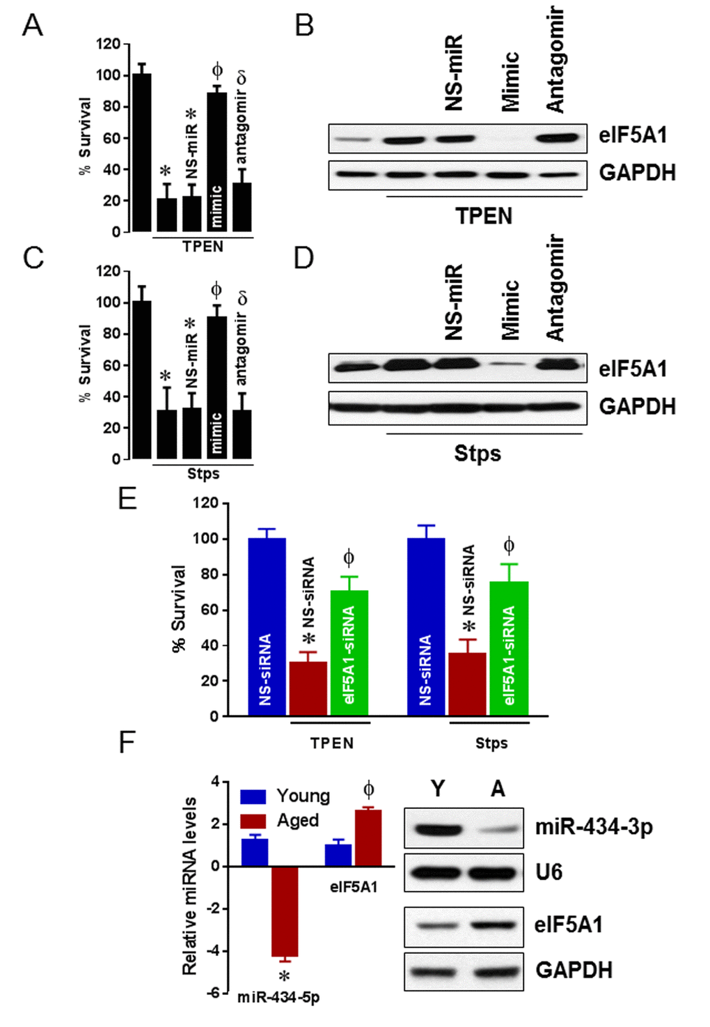 miR-434-3p protects apoptosis through eIF5A1. Myotubes were transfected with NS-mimetic, miR-434-3p mimetic with or without miR-434-3p antagomir or no transfection for 24 h followed by eight hours TPEN (100 μM) or Stps (1 μM) incubation. (A and B) Apoptosis (%) was measured by MTT assay in TPEN treated and non-treated myotubes (A) and the expression of eIF5A1 protein levels were determined by western blot (B). (C and D) Apoptosis (%) was measured by MTT assay in Stps treated and non-treated myotubes (C) and the expression of eIF5A1 protein levels were determined by western blot (D). (E) Myotubes were transfected with non-specific siRNA (NS-siRNA) or eIF5A1 siRNA for 24 h followed by eight hours TPEN (100 μM) or Stps (1 μM) incubation. Apoptosis (%) was measured by MTT assay. (F) miR-434-3p and eIF5A1 levels in young and aging GA muscles were determined by solution hybridization and western blot methods, respectively. U6 and GAPDH were served as loading controls for miR-434-3p and eIF5A1, respectively. Gel pictures are representative of three independent experiments. Each bar indicates mean ± SEM (n = 3). *, p 
