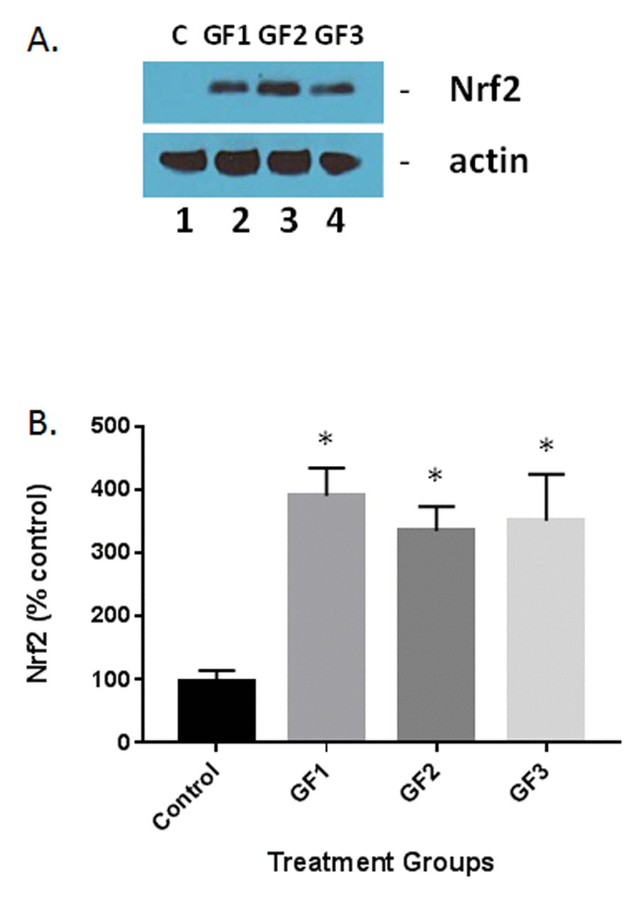 Measurement of Nrf2 expression in the aged brain and brains of animals fed GF diets. (A) Representative western blot of Nrf2 levels in the brains of aged rats subjected to control or GF diets. C, control; GF1, GF2, GF3, GF diets. Actin is used as a control for loading. (B) Quantified levels of Nrf2 in the brains of aged rats following feeding control diets or diets enriched with GF formulas. N = 20 per group. P