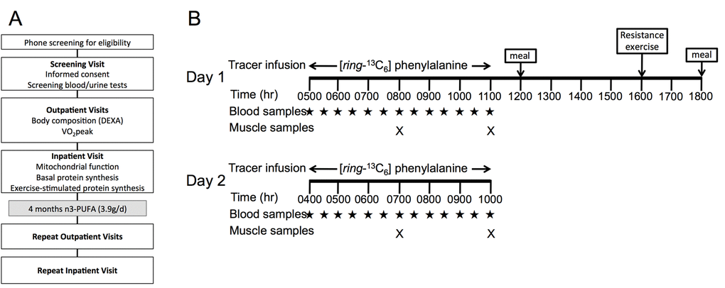 Study design. Study design (A) involved an initial phone screening, screening visit, outpatient testing for body composition and physical function, and inpatient testing of mitochondrial physiology and muscle protein metabolism. Older adults repeated study visits following 16 weeks of n3-PUFA supplementation. Inpatient study procedures (B) involved basal postabsorptive muscle protein synthesis measurements on Day 1 by infusing 13C6-Phenylalanine and serial muscle biopsies on the right leg. Following a standardized meal, a single bout of unaccustomed resistance exercise was performed at 1600 hr using the left leg. A second tracer infusion began on day 2, followed by serial biopsies to assess muscle protein synthesis 15-18 hours following exercise.