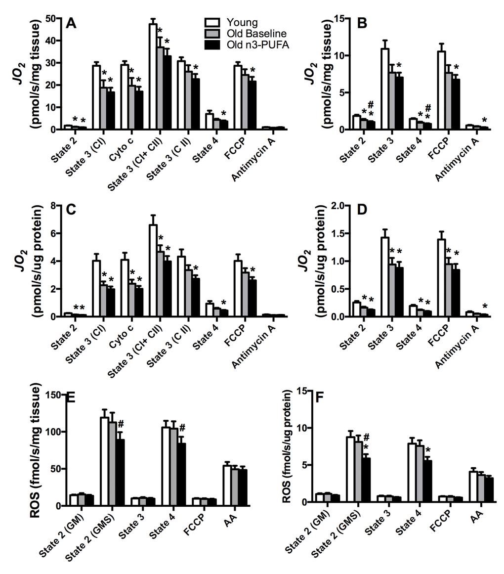 Mitochondrial physiology. Respiration of isolated mitochondria was measured by high-resolution respirometry using substrates providing electron flow from carbohydrate based substrates (glutamate, malate, succinate) (A, C) and lipid substrates (palmitoyl carnitine, malate) (B, D). Older adults exhibited lower skeletal muscle mitochondrial oxidative capacity compared to young adults, with no effect of n3-PUFA supplementation regardless of whether respiration was expressed per tissue wet weight (A, B) or mitochondrial protein content (C, D). Mitochondrial reactive oxygen species (ROS) production was measured by spectrofluorometric monitoring of Amplex Red oxidation (E, F). ROS production was similar in young and old at baseline, but n3-PUFA significantly decreased ROS production in older adults when expressed per tissue wet weight (E) and normalized to mitochondrial protein content (F). JO2; mitochondrial oxygen consumption. Cyto c; cytochrome c, control of mitochondrial membrane integrity, FCCP; carbonyl cyanide-p-trifluoro-methoxy-phenyl-hydrazone, a chemical uncoupler, AA; Antimycin A, complex III inhibitor. GM; glutamate+malate. GMS; glutamate+malate+succinate. * Significantly (p≤0.05) different from young. # Significantly different from old baseline. Data bars are mean ± SEM.