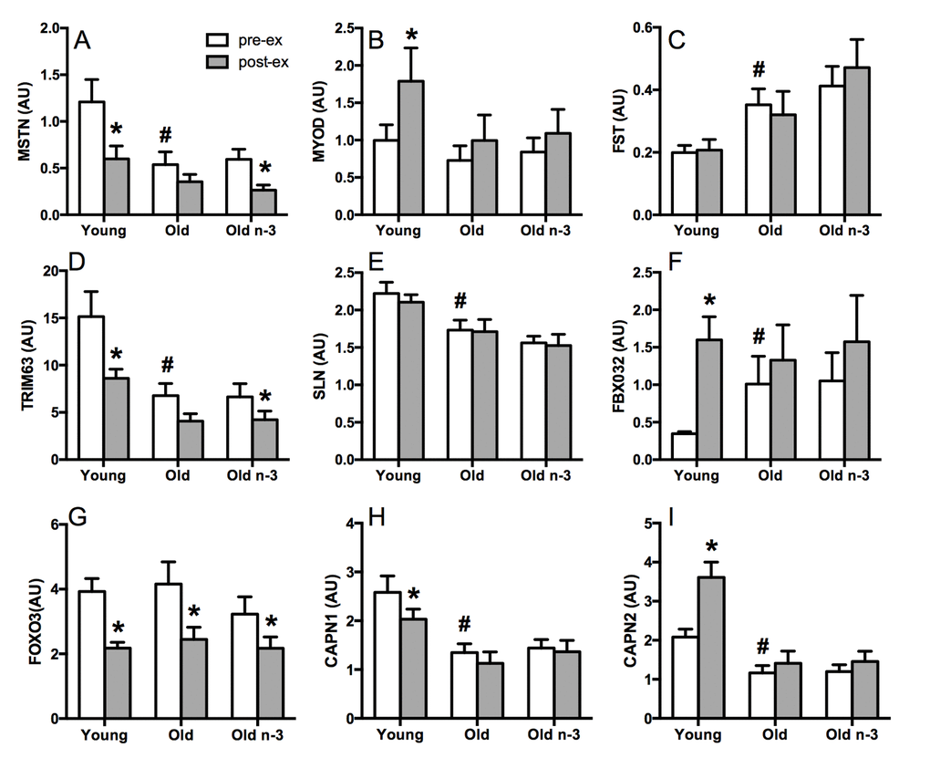 Selected gene transcripts related to muscle protein turnover. Gene expression was measured in skeletal muscle by RT-PCR. At baseline, pre-exercise, older adults demonstrated lower expression of myostatin (A), tripartite motif containing 63 (D), sarcolipin (E), and calpain 1 (H). Calpain 2 (I), follistatin (C) and F-box protein 32 (F) were higher in older adults at baseline. Several genes exhibited significant changes in expression with exercise in young but not old (A, B, D, F, H, I) with no effects of n3-PUFA. FOXO3B; forkhead box O3B pseudogene, forkhead box O3, MSTN; myostatin, TRIM 63; tripartite motif containing 63, E3 ubiquitin protein ligase, SLN; sarcolipin, CAPN1; calpain 1, large subunit, MYOD1; myogenic differentiation 1, FBX032; F-box protein 32, CAPN2; calpain 2, large subunit, FST; follistatin, pre-ex; pre-exercise, post-ex; post-exercise. * Significantly (p≤0.05) different from corresponding pre-exercise value. # Significantly different from young. Data bars are mean ± SEM.