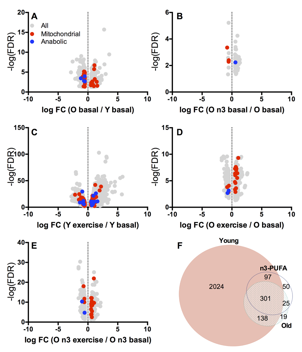 Whole muscle transcriptomics. Transcriptional patterns in skeletal muscle were evaluated by RNA sequencing. Volcano plots (A-E) show log fold change (FC) vs. –log false discovery rate (FDR) for transcripts that were significantly (p≤0.05) different between young and old at baseline (A), old before and after intervention at baseline (B), young before and after exercise (C), old before and after exercise (D), and old before and after exercise following n3-PUFA supplementation (E). Downregulated genes are on the negative x axis while upregulated genes are on the positive x axis. Mitochondrial related genes are red and genes involved in muscle protein metabolism are blue. The Venn Diagram (F) shows transcripts (Supplemental Table 2) that were differentially expressed with exercise in Young, Old (pre-intervention) and Old n-3 (post-intervention).