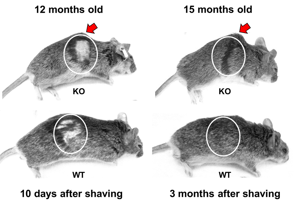 Premature signs of systemic aging in Fus1 KO mice. KO mice (upper row) show signs of lordokyphosis (hunchbacked spine, pointed with arrow) and thinning of subcutaneous fat earlier than WT mice (bottom row). Also, hair-growth assay showed that 12 m.o. WT mice (n = 5) partially re-grew their hair at 10 days after shaving (bottom row) and had completely restored hair at 1 month after shaving while none of the KO mice (n = 5) showed hair growth at 10 days and all of them failed to close the shaved area even after 3 months. Shaving areas are circled.
