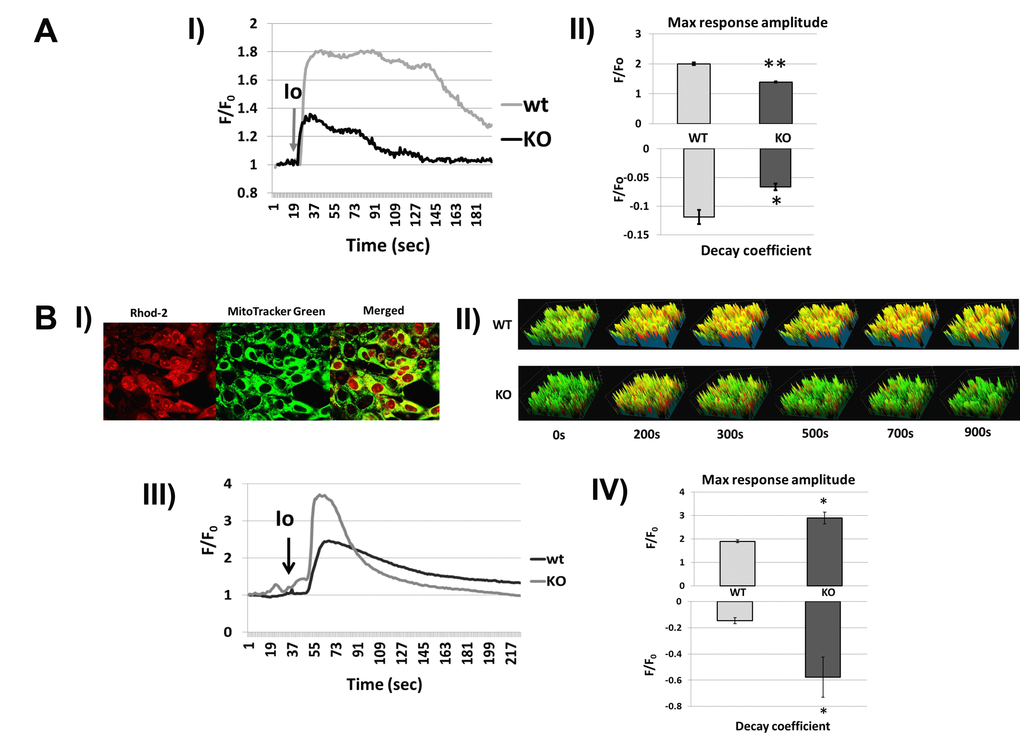 Fus1 KO cells show aberrant [Ca2+]c and [Ca2+]m responses to different stimuli that were improved by inhibiting the mitochondrial sodium/calcium exchanger (mNCX). (A) [Ca2+]c changes in Fus1 KO and WT iKEC in response to the calcium agonist Ionomycin. Panel I shows dynamic [Ca2+]c levels in WT and Fus1 KO iKEC after treatment with Ionomycin (Io, grey arrow) detected by Fura-2 Ca2+-sensitive fluorescent probe. Ratio 340/380 for Fura-2 in Io-stimulated iKEC (F) was normalized to the fluorescence value of control levels (without Io, Fo); Panel II shows parameters of [Ca2+]c response induced by Ionomycin in WT and Fus1 KO iKEC: maximal amplitude of response (upper section) and coefficient of decay phase (lower section). The level of statistical significance is designated as *p p B) changes in Fus1 KO and WT iKEC in response to Ionomycin. Panel I shows compartmentalization of Ca2+-sensitive fluorescent dye Rhod-2 (red) in iKE cells stained with mitochondria-specific dye MTG. Yellow color in the merged image represents staining of Rhod-2 in mitochondria. Panel II demonstrates snapshots showing Ionomycin-induced temporal changes of [Ca2+]m levels in WT and Fus1 KO iKEC double-stained with MTG/Rhod-2; Panel III shows [Ca2+]m dynamics profiles for WT and Fus1 KO iKEC obtained by double staining of iKEC with MTG/Rhod-2. Curves represent ratio of Rhod-2 fluorescence normalized to MTG fluorescence; Panel IV shows parameters of [Ca2+]m response induced by Ionomycin in WT and Fus1 KO iKEC: maximal amplitude of [Ca2+]m response (upper panel) and coefficient of [Ca2+]m decay phase after Ionomycin induction (lower panel).