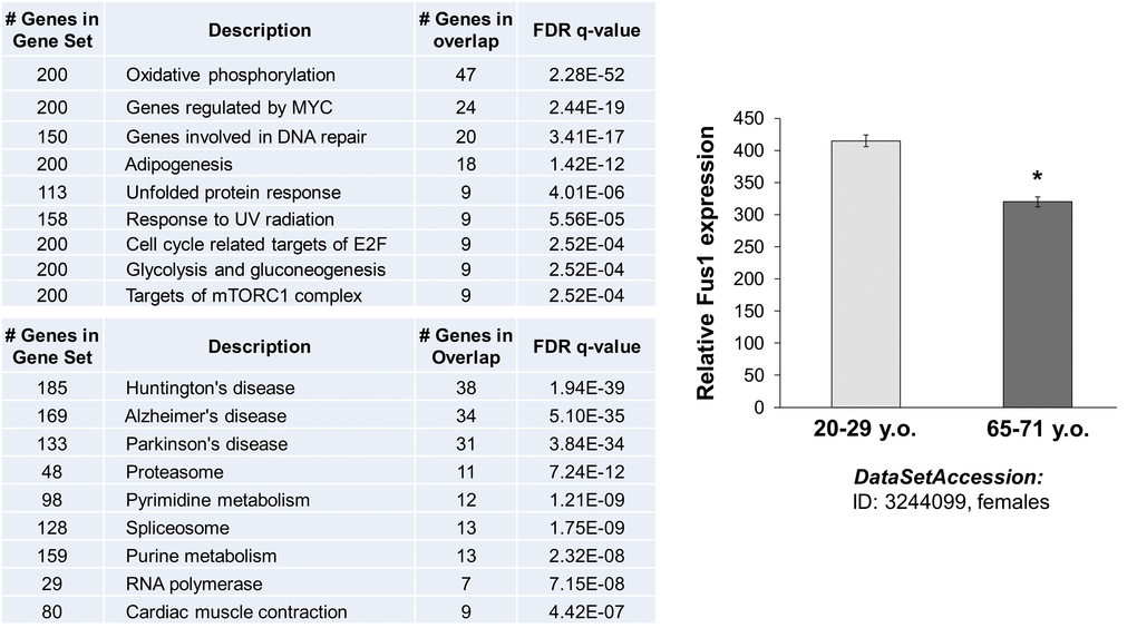 In silico analysis of Fus1 expression and co-expression data linked Fus1 with aging-associated diseases. (A) Fus1 co-expression analysis revealed tight link of Fus1 with oxidative phosphorylation and with multiple neurodegenerative diseases. (B) Fus1 expression level is downregulated in aged female muscle tissues. *p-value ≤ 0.05 (Student's t-test, 2-sided unpaired). Data expressed as mean ± SEM.