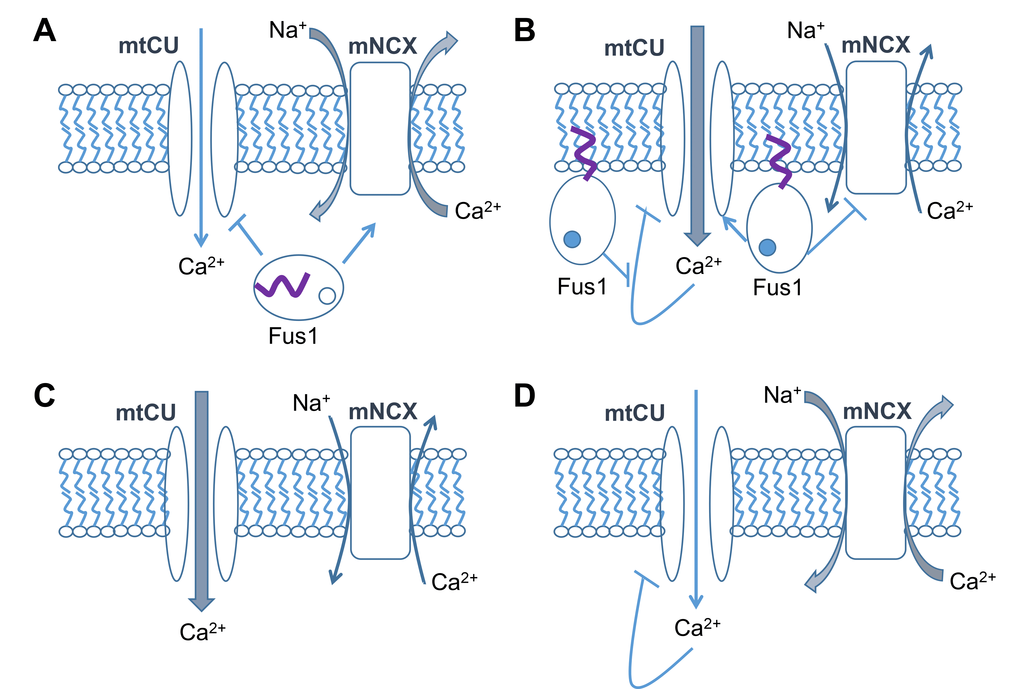 Hypothetical model of Fus1 activities in mitochondria. (A) At steady-state or low [Ca2+]c levels, Fus1 has a dual effect on [Ca2+]m: it (1) stimulates mitochondrial Na+/Ca2+ exchanger (mNCX) that is responsible for efflux of Ca2+ from the mitochondrial matrix in exchange for Na+ from the intermembrane space, and (2) inhibits mitochondrial Ca2+ uptake (mtCU) mechanisms (e.g., MCU). These data allow us to consider Fus1 as a gatekeeper for mtCU, which is potentially able to filter out Ca2+ signals with inappropriate characteristics (e.g., low-amplitude, short, etc.). (B) Binding of Ca2+ (dark circle inside Fus1) to Fus1 after [Ca2+]c elevation leads to a release of myristoil residue (purple tail) and its anchoring to the mitochondrial matrix membrane. It is accompanied by mNCX inhibition and mtCU activation. The latter has an ability of self-inhibition by Ca2+ (negative feedback loop), the mechanism that is probably suppressed by Fus1 thereby letting mtCU to gain inward Ca2+ currents in a dynamic mode demonstrating a feature of a positive feedback loop. (C) In the absence of Fus1, mitochondria accumulate more Ca2+ at steady state or at the beginning of a Ca2+ response due to the lack of the gatekeeping function of Fus1 and decreased activity of mNCX. (D) During the dynamic development of a Ca2+ response, mtCU in mitochondria lacking Fus1 is auto-inhibited by Ca2+ while mNCX is activated due to the lack of Fus1 suppressive activities, which results in an elevated efflux of Ca2+ from mitochondria.