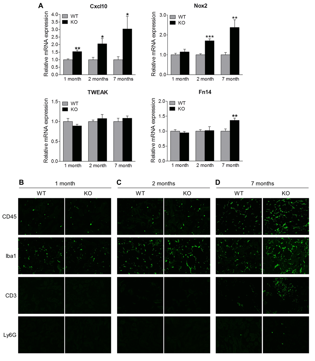 Sirt6 deficiency increases inflammation in the kidney. (A) The cortex of kidney from WT and Sirt6 KO mice was collected at indicated time points and mRNA was extracted. The expression of Cxcl10, Nox2, Tweak and Fn14 mRNA was assessed by quantitative PCR. Data are presented as mean ± SEM; n=6; *pB-D) Kidney cyrosections from WT and Sirt6 KO mice at different ages were stained for leucocyte subtype markers CD45, Iba1, CD3 and Ly6G (green). Images were taken at 200X by fluorescence microscopy.