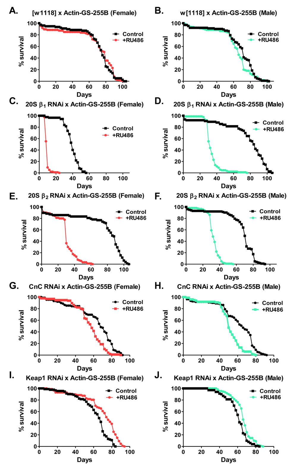 Loss of proteasomal subunits or regulators impacts lifespan. (A,B) To control for the effect of RU486 on males and females, lifespan of progeny from the Actin-GS-255B strain crossed to w[1118] strain raised in the absence/control (black line) or presence of RU486, pink line for females and blue line for males. (A) Females. (B) Males. (C-F) Effect of removal of proteasome subunits on life span. The Actin-GS-255B strain was crossed to the β1 RNAi or β2 RNAi strains and the progeny were assayed for life span in the absence/control (black line) or presence (pink line in females and blue line in males) of RU486, as indicated. (C) β1 RNAi females. (D) β1 RNAi males. (E) β2 RNAi females. (F) β2 RNAi males. (G,H) Effect of removal of the Cap-n-collar (CncC)/Nrf2 orthologue upon lifespan. The Actin-GS-255B strain was crossed to the CncC RNAi strain. Male and female lifespan was measured in the absence/control (black line) or presence (pink line for females and blue line for males) of RU486. (G) CncC RNAi female. (H) CncC RNAi male. (I,J) Effect of removal of Keap1 upon lifespan. The Actin-GS-255B strain was crossed to the Keap1 RNAi strain. Males and female lifespan was assessed in the absence/control (black line) and presence (pink line for females and blue line for males) of RU486. (I) Keap1 RNAi female. (J) Keap1 RNAi male. Statistical difference in survival (p Supplementary Table S3