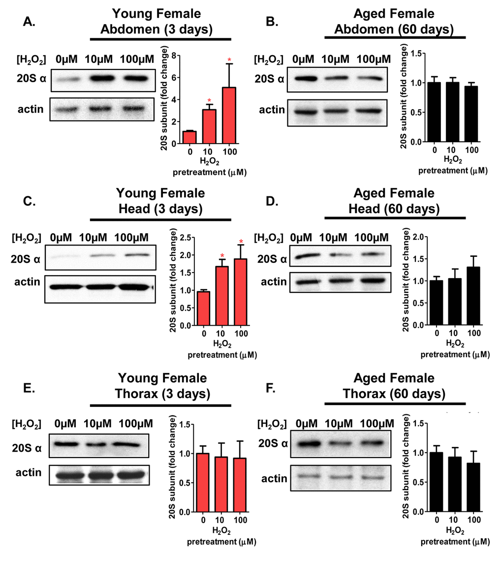 The adaptive expression of the 20S proteasome is age and tissue-dependent in females. Body segments collected from females of the Actin-GS-255B strain crossed to the w[1118] strain were used as controls, or were pretreated with either 10µM or 100µM hydrogen peroxide. (A,B) 20Sα expression in female abdominal tissue following pretreatment. (A) 3 day old. (B) 60 day old. (C,D) 20Sα expression in female head following pretreatment. (C) 3 day old. (D) 60 day old. (E,F) 20Sα expression in female thorax following pretreatment. (E) 3 day old. (F) 60 day old. Western blots were performed in triplicate, normalized to Actin-HRP, and quantified using ImageJ. The bar charts represent the quantification. Error bars denote standard error of the mean (S.E.M) values. * P P P *).