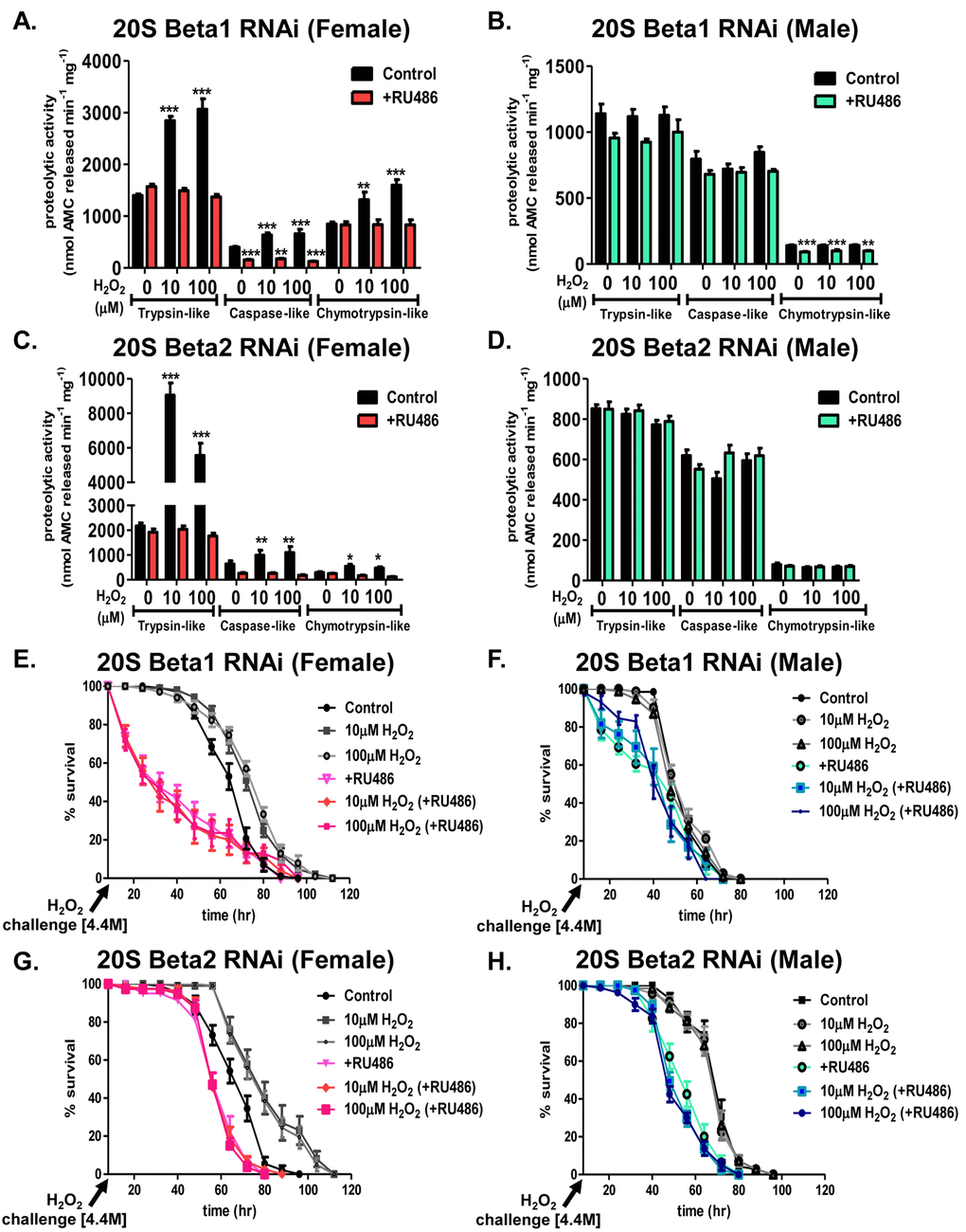 Adaptation is dependent upon the 20S proteasome. Progeny of the Actin-GS-255B strain crossed to the β1 or β2 RNAi strains were aged for 5 days in the absence or presence of RU486 prior to H2O2 pretreatment. (A-D). The purpose of the experiment was not to completely knockdown the entire pool of 20S proteasome, but only to block the transcription/translation-dependent adaptive increase in proteasome expression following hydrogen peroxide pretreatment. Thus, we used RNAi conditions that blocked increased proteasome expression, without depressing basal proteasome protein levels. Using this approach, we found at least a 50% decrease in mRNA in RNAi strains, and within proteasome western blots and activity, we found blockage of the adaptive increase. After pretreatment, proteolytic capacity of the individual subunits of the 20S proteasome (trypsin-like, caspase/peptidyl glutamyl-peptide hydrolyzing-like activity, and chymotrypsin-like activity) were measured in whole fly lysate. (A-B) Proteolytic capacity in β1 RNAi flies in the absence (black) “control” or presence (pink in females or blue in males, denoted with “+RU486”) of RU486. (A) Females. (B) Males. (C-D) Proteolytic capacity in β2 RNAi flies in the absence (black) “control” or presence (pink in females or blue in males, denoted with “+RU486”) of RU486. (C) Females. (D) Males. (E,G) Females of the β1 and β2 RNAi strains raised in the absence of RU486 were either not pretreated “control” (black circle) or were pretreated with either 10µM H2O2 (grey squares) or 100µM H2O2 (grey circles) for 8 hours, followed by a 16-hour recovery prior to H2O2 [4.4M] challenge. Females of the β1 and β2 RNAi strains raised in the presence of RU486 were either not pretreated “+RU486” (pink triangle) or were pretreated with either 10µM H2O2 (pink diamonds) or 100µM H2O2 (pink squares) for 8 hours, followed by a 16-hour recovery prior to H2O2 [4.4M] challenge. (F,H) Males of the β1 and β2 RNAi strains raised in the absence of RU486 were either not pretreated “control” (black circle) or were pretreated with either 10µM H2O2 (grey circles) or 100µM H2O2 (grey triangles) for 8 hours, followed by a 16-hour recovery prior to H2O2 [4.4M] challenge. Males of the β1 and β2 RNAi strains raised in the presence of RU486 were either not pretreated “+RU486” (green circle) or were pretreated with either 10µM H2O2 (blue square) or 100µM H2O2 (blue circle) for 8 hours, followed by a 16-hour recovery prior to H2O2 [4.4M] challenge. Statistical difference in survival (p Supplementary Table S2.