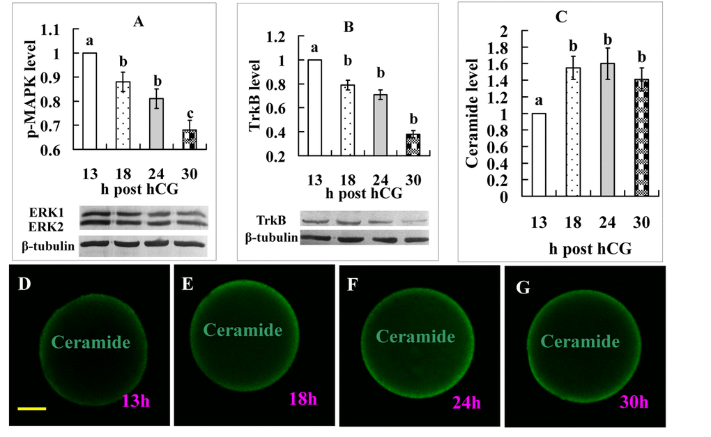 Levels of p-MAPK, TrkB, and ceramide expression in oocytes aging for different times. Graphs A, B and C show quantification of p-MAPK, TrkB, and ceramide expression, respectively. For ceramide quantification, the fluorescence intensity value in oocytes recovered at 13 h post hCG injection was set as one and the other values were expressed relative to this value. Each treatment was repeated 3-4 times and each replicate contained 35-40 oocytes. a-c: Values with a different letter above bars differ significantly (P D, E, F and G are micrographs from laser confocal images showing expression of ceramide in oocytes recovered at different times after hCG injection. Ceramide was colored green in the laser confocal images. The bar is 18 µm and applies to all images.