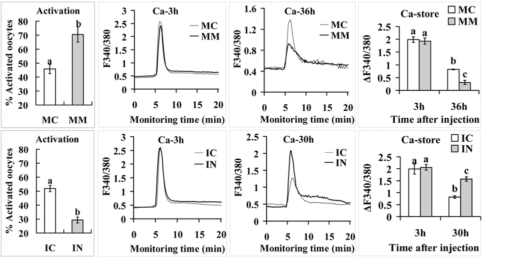 Activation rates and calcium stores in oocytes microinjected with miR-98 mimic (upper row) or inhibitor (lower row). Freshly ovulated oocytes recovered at 13 h post hCG were injected with miR-98 mimic (MM) or miRNA mimic negative control (MC), or with miR-98 inhibitor (IN) or inhibitor negative control (IC), before aging culture in CZB medium. To observe activation, oocytes were treated with ethanol and 6-DMAP at 36 h (mimic) or 30 h (inhibitor) of aging culture, and activation was checked 6 h later. Each treatment was repeated 3 to 4 times and each replicate contained 35-40 oocytes. For calcium measurement, at 3 h and 36 h (mimic) or 30 h (inhibitor) of aging culture, oocytes were loaded with Fura-2 AM and the loaded oocytes were measured for calcium stores (ΔF340/380) using a Ca2+ imaging system. Oocytes were monitored for 5 min to record baseline F340/380 ratio before ionomycin stimulation to release Ca2+ into cytoplasm. Following ionomycin addition, oocytes were monitored for 20 min to record peak F340/380 ratio. The difference between peak and baseline F340/380 ratios represents the calcium stores (ΔF340/380) of an oocyte. Each treatment was repeated 3 to 4 times and each replicate contained 35-40 oocytes. a-c: Values with a different letter above bars differ significantly (P 