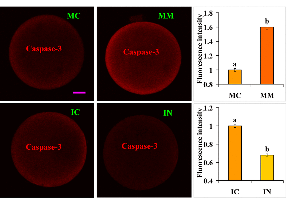 Caspase-3 expression in oocytes microinjected with miR-98 mimic or inhibitor. Freshly ovulated oocytes recovered at 13 h post hCG were injected with miR-98 mimic (MM) or miRNA mimic negative control (MC), or with miR-98 inhibitor (IN) or inhibitor negative control (IC), before aging culture in CZB medium. At 36 h (mimic) or 30 h (inhibitor) of aging culture, oocytes were processed for immunofluorescence microscopy. Caspase-3 was colored red in the laser confocal images. The bar is 12 µm and applies to all images. For quantification, the fluorescence intensity values in control oocytes injected with MC or IC were set as one and the values in oocytes injected with MM or IN were expressed relative to the values in control oocytes. Each treatment was repeated 3-4 times and each replicate contained 35-40 oocytes. a,b: Values with a different letter above bars differ significantly (P 
