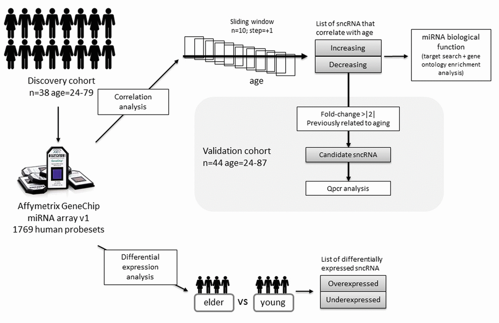 Study design and analysis workflow followed in the present study.