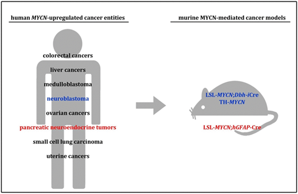Human MYCN-upregulated cancer entities and appropriate established mouse models.