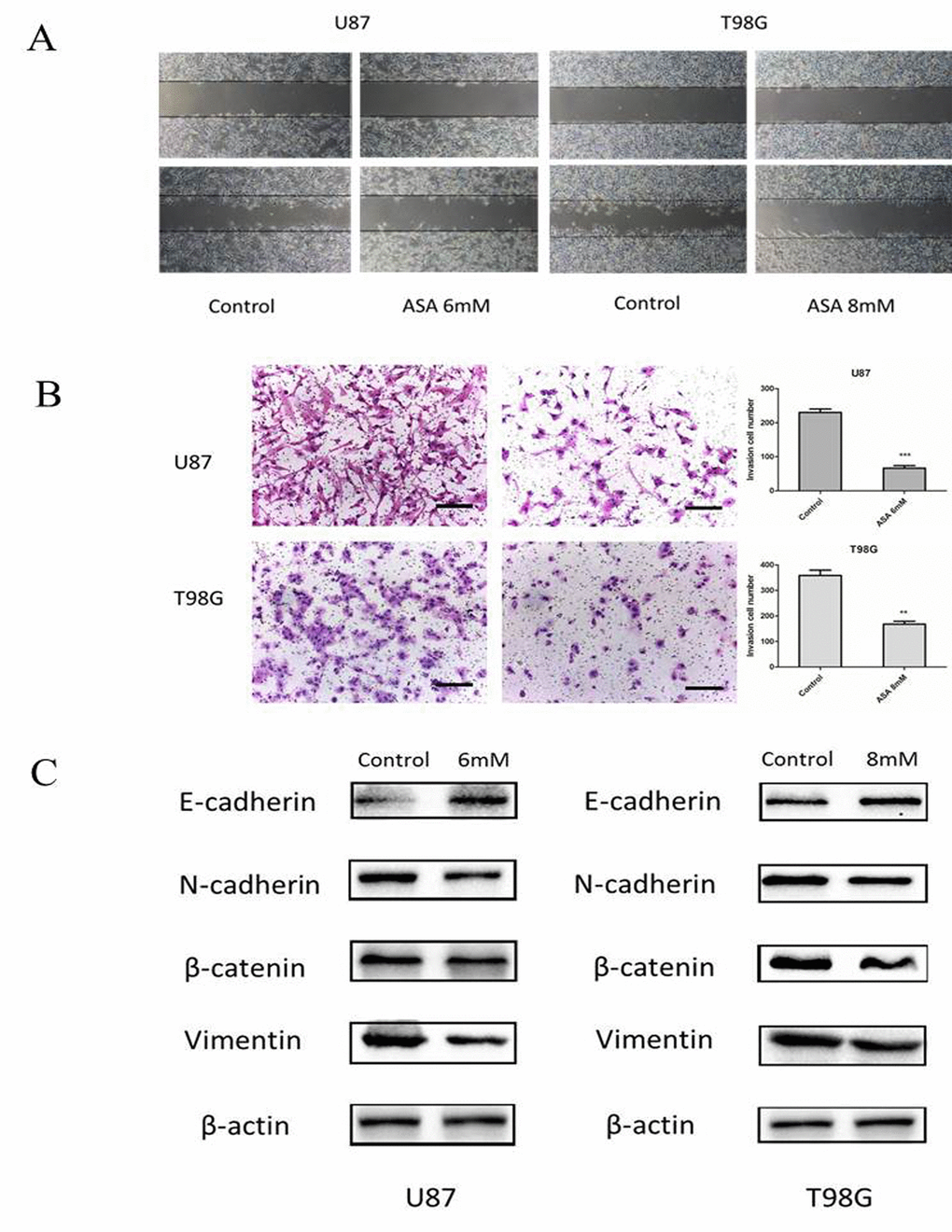 Aspirin treatment on the invasive property of glioma cells. (A) U87 and T98G cells migration were analyzed using the scratch-wound assay. (B) U87 and T98G cells invasive ability were analyzed by the transwell assay after 24 h of treatment with indicated concentrations of aspirin. Bars represent 50 μm. (C) Western blot analysis showed that expression of EMT-related markers was altered by aspirin treatment. β-actin was used as an internal control. Data are shown as mean±SEM for the three replicates. Statistical significance levels are indicated as: *P 