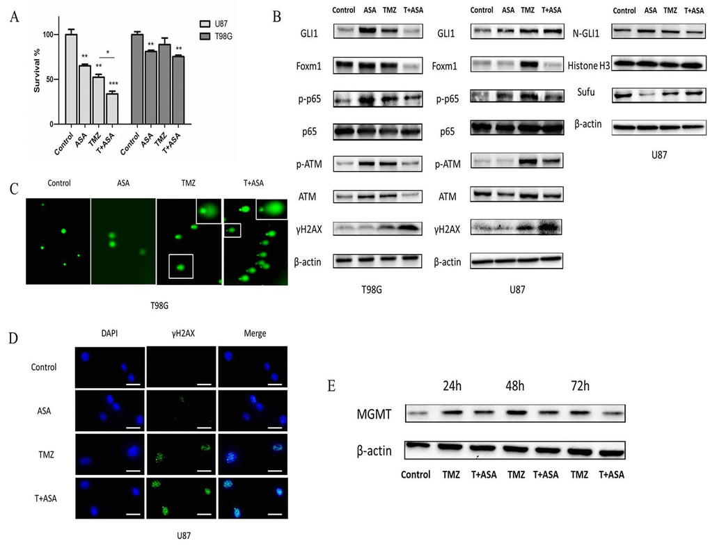 Aspirin sensitized TMZ therapy. (A) U87 and T98G cells were treated with aspirin (1 mM) alone, TMZ (100 µM) alone or both for 72 h. Cell survival was analyzed using CCK-8 assay. (B) U87 and T98G cells were treated by aspirin (1 mM) alone, TMZ (100 µM) alone or both for 72 h. Western blot analysis showed GLI1, Foxm1, p-p65, p65, γH2AX, p-ATM, ATM, N-GLI1 and Sufu proteins expression. β-actin and Histone H3 were used as an internal control. T98G and U87 cells were treated with aspirin (1 mM) alone, TMZ (100 µM) alone or both for 72 h and then collected for comet assay (C) and immunofluorescence (D) respectively. (E) TMZ-induced upregulation of MGMT in T98G cells after exposed to the TMZ (100 µM) with or without aspirin (1 mM) were assayed at the end of each time-point by Western blot. Data are shown as mean±SEM for the three replicates. Statistical significance levels are indicated as: *P 