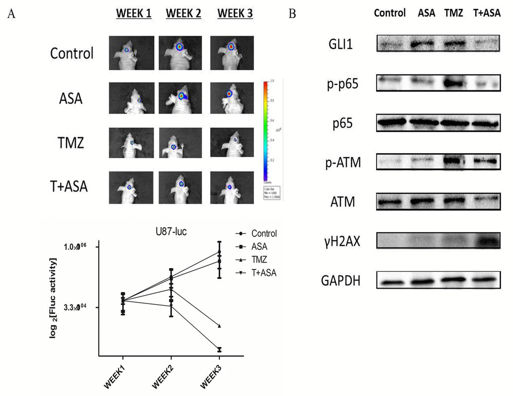 Verification of aspirin sensitizing TMZ treatment through SHH/GLI1 Signaling in vivo. (A) Representative luminescence imaging and mean Fluc activity values of different treatment groups every week. (B) The subcutaneous U87 xenografts tissue were removed and subjected to Western blot analysis of GLI1, p-p65, p65, γH2AX, p-ATM and ATM. GAPDH was used as an internal control.