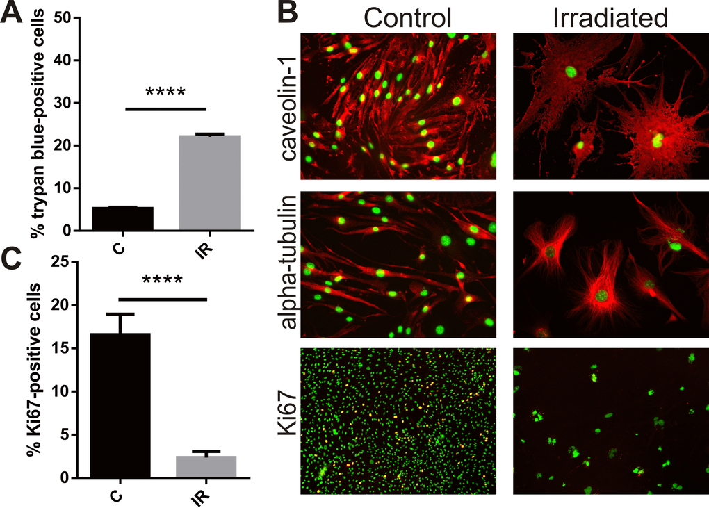 Ionizing radiation reduces ADAM10 expression in brain microvascular endothelial cells undergoing stress-induced senescence - Figure f1 | Aging Ionizing radiation reduces ADAM10 expression in brain microvascular endothelial cells undergoing stress-induced senescence - Figure f1 | Aging