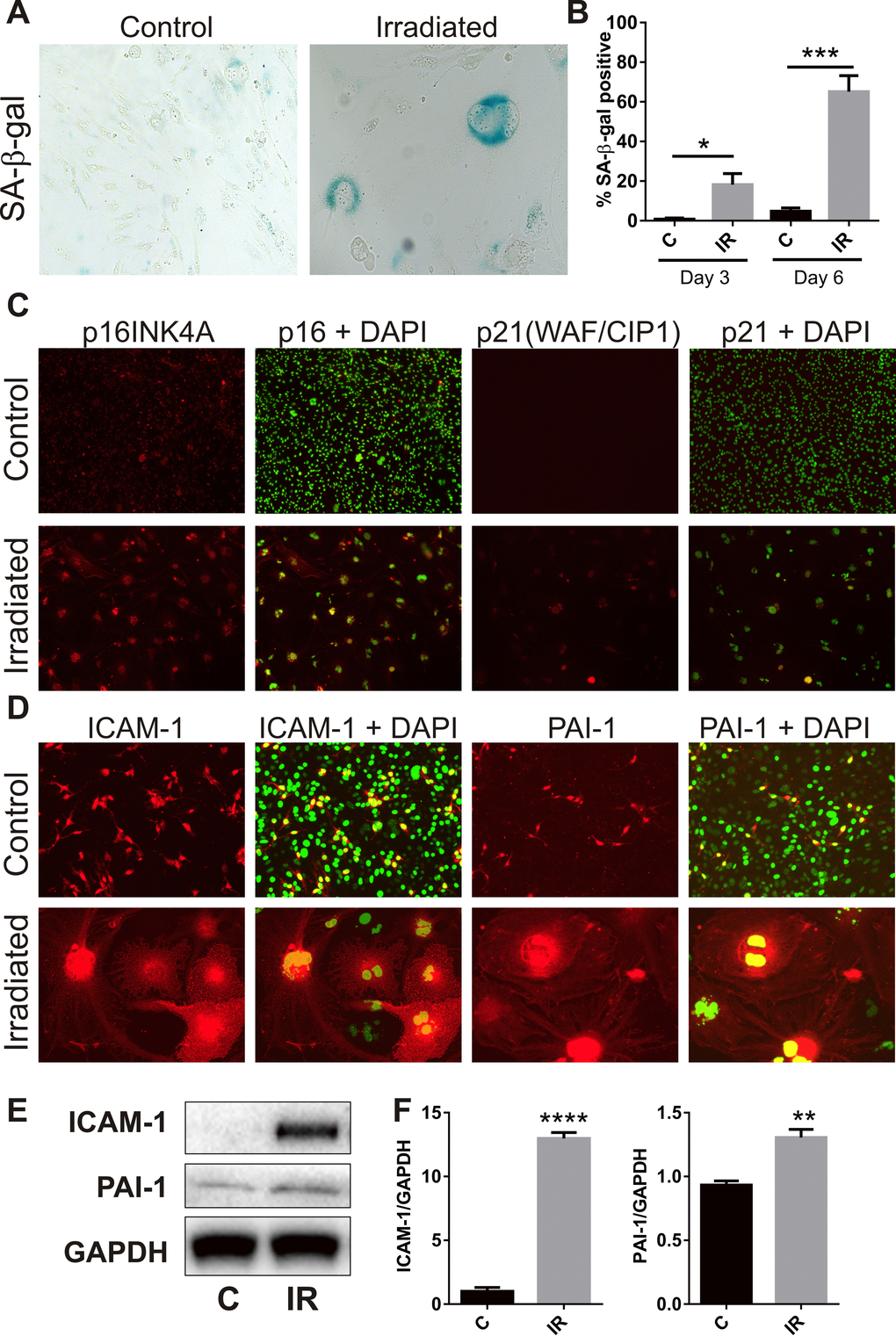 Radiation induces senescence-associated markers. (A) Representative bright field images of non-irradiated (control) and irradiated bEnd.3 cells stained for lysosomal SA-β-gal activity (perinuclear blue staining) at day 6 post-IR or sham (100× magnification). (B) The proportion of SA-β-gal-positive cells was quantitated at day 3 and day 6 in 3–4 independent experiments. (C) Representative immunofluorescent images of nuclear accumulation of CDK inhibitors, p21 and p16 (red), in irradiated cells after 6 days (red, 100× magnification). (D) Representative immunofluorescent images of ICAM-1 and PAI-1 staining in control and irradiated cells after 6 days (red, 200× magnification). Cells were counterstained with cell surface marker wheat germ agglutinin conjugated to AF488 (blue). Cell nuclei were stained with DAPI in all merged images (green). (E) ICAM-1 and PAI-1 expression were determined in control and irradiated cells by western blotting and quantitated after normalization to GAPDH using Image J (Figure F; n=4 independent experiments). All data are shown as mean ± SEM. Student’s t-test *P