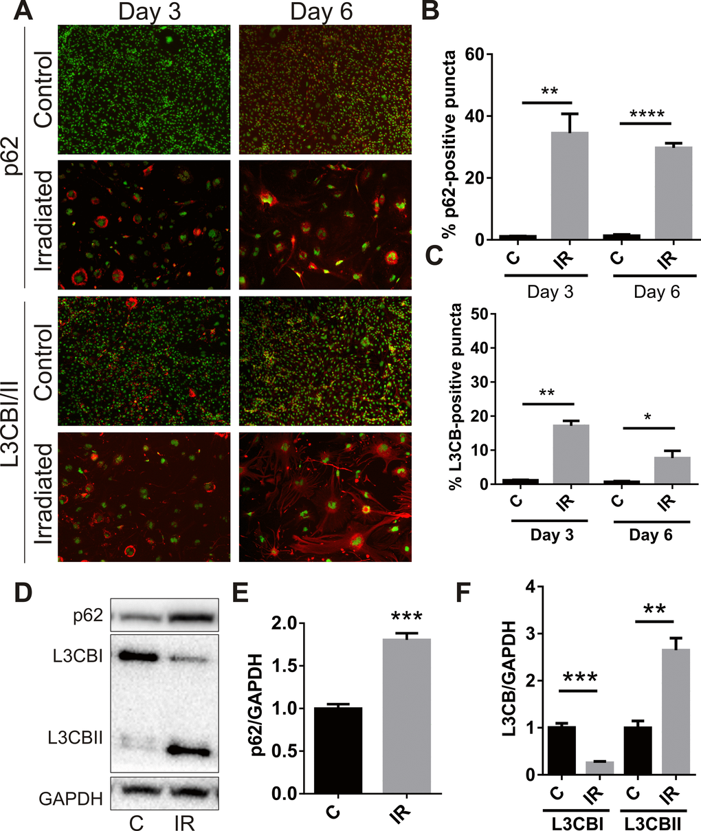 Radiation stimulates accumulation of autophagy-associated markers in brain endothelial cells. bEnd.3 cells were delivered a dose of 20 Gy ionizing radiation and monitored for 3–6 days. (A) Representative immunofluorescent images showing increased perinuclear p62 or L3CB-positive puncta accumulating in permeabilized cells at day 3 and day 6 post-IR or sham (red, 100× magnification). Cells were counterstained with DAPI (green). The percentage of cells positive for p62 (B) or L3CBI/II puncta (C) were quantitated using Image J (n=3 independent experiments; positive cells were counted in n=8 fields of view). (D) Representative western blots of p62, L3CBI and II autophagosomal markers in whole cell lysates of control and irradiated cells after 6 days. (E) and (F) Bands were quantitated after normalization to GAPDH using Image J (n=4 independent experiments). All data are shown as mean ± SEM. Student’s t-test, *P
