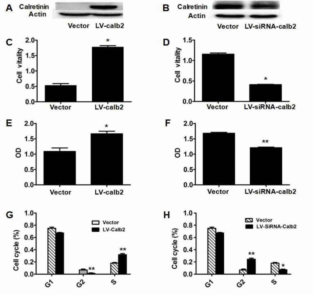 Effect of calretinin on Leydig cell proliferation. (A) Calretinin expression in MLTC-1 cells transfected with LV-calb2. The vector was used as the negative control. (B) Calretinin expression in R2C cells transfected with LV-siRNA-calb2 or vector (as control). (C-H) After MLTC-1 and R2C cells were transfected with LV-calb2, LV-siRNA-calb2 and vector (as negative control), cell viability was detected using CCK8 kits, cell proliferation was tested with BrdU proliferation assay kits and cell cycle position was analyzed by flow cytometry. (C) The viability of MLTC-1 cells with up-regulated calretinin was significantly higher when compared with the control group. (D) The viability of R2C cells with down-regulated calretinin was significantly lower. (E) The OD of MLTC-1 cells with up-regulated calretinin was significantly higher compared with the control group. (F) The OD of R2C cells with down-regulated calretinin was significantly decreased. (G) When calretinin was up-regulated in MLTC-1 cells, the number of cells in the G2 phase significantly decreased while the number of S phase cells significantly increased. (H) When calretinin was down-regulated in the R2C cells, the number of cells in the G2 phase significantly increased while the number of S phase cells significantly decreased. * pp