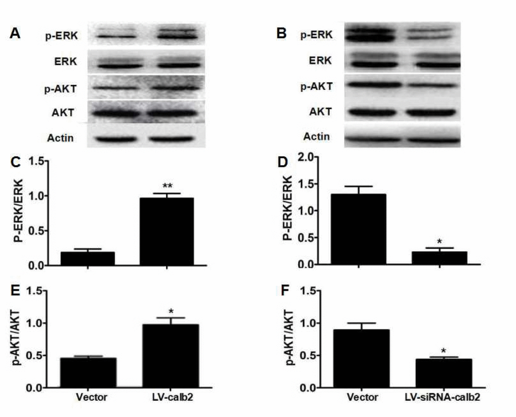 Regulation of calretinin on Leydig cell proliferation partially via the ERK1/2 and AKT pathways. (A) AKT, p-AKT, ERK1/2 and p-ERK1/2 expression in MLTC-1 cells with over-expressed calretinin. (B) AKT, p-AKT, ERK1/2 and p-ERK1/2 expression in R2C cells with down-regulated calretinin. (C) The ratio of p-ERK1/2 /total ERK1/2 was significantly higher when calretinin was up-regulated in MLTC-1 cells. (D) The ratio of p-ERK1/2/total ERK1/2 was significantly lower when calretinin was down-regulated in R2C cells. (E) In MLTC-1 cells with up-regulated calretinin, the ratio of p-AKT/total AKT was significantly higher. (F) In R2C cells with down-regulated calretinin, the ratio of p-AKT/total AKT was significantly lower. The vector was used as the negative control(s). * pp