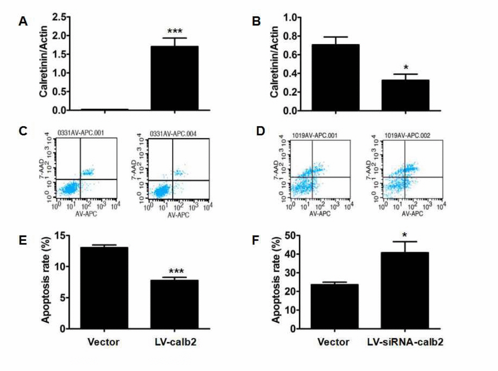 Effect of calretinin on the apoptosis of Leydig cells. (A) The calretinin expression in the MLTC-1 cells transfected with LV-calb2 was significantly higher (B) The calretinin expression in R2C cells transfected with LV-siRNA-calb2 was significantly lower. (C) The number of apoptotic cells were significantly decreased in MLTC-1 cells with up-regulated calretinin. (D) The apoptotic cells were significantly increased in R2C cells with down-regulated calretinin. (E) In MLTC-1 cells transfected with LV-calb2, the apoptotic index was significantly decreased when compared with the control group. (F) In R2C cells transfected with LV-siRNA-calb2, the apoptotic index was significantly higher when compared with the control group. The vector was used as the negative control(s). *: pp