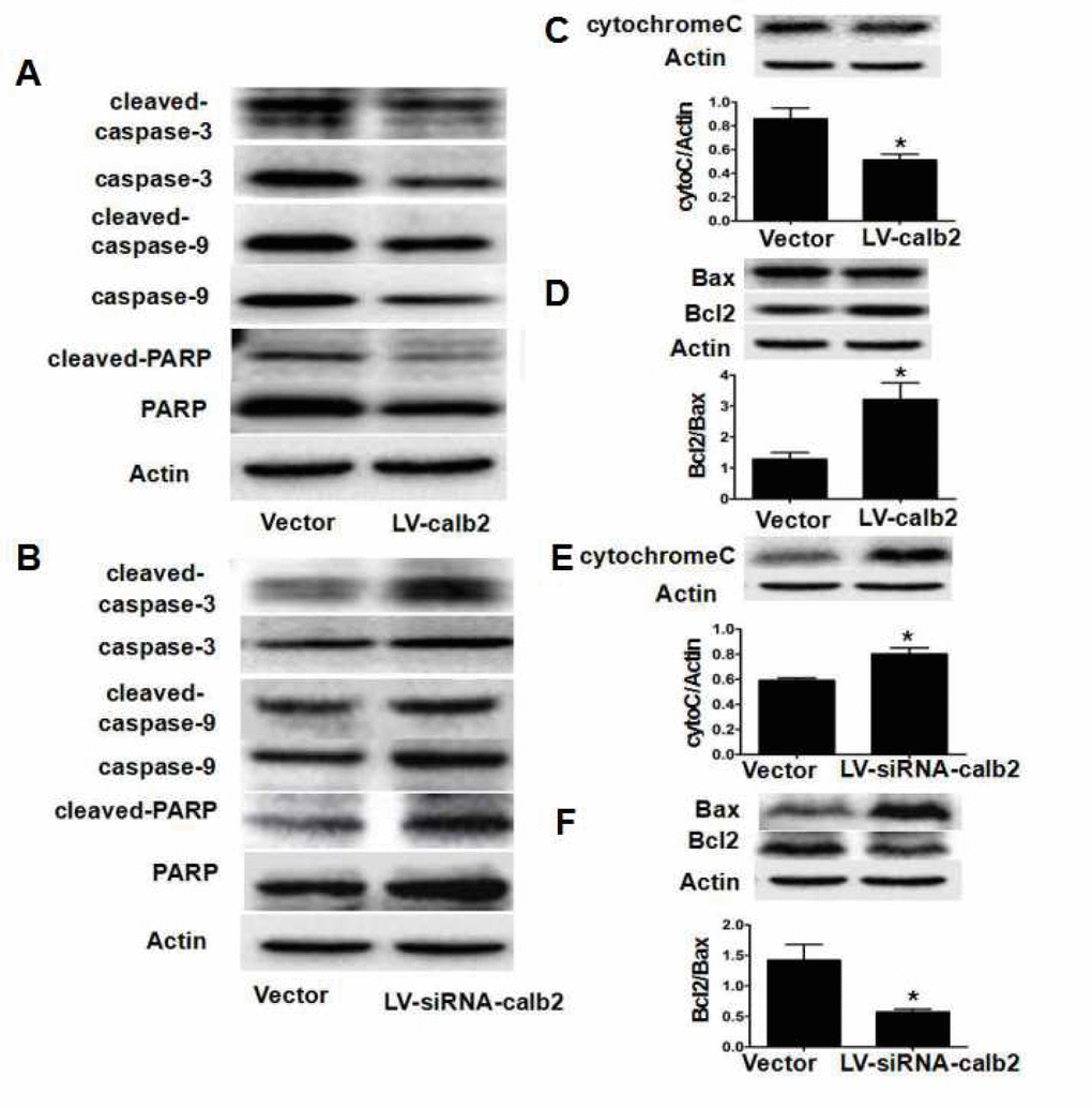 Calretinin inhibits the apoptosis of Leydig cells partially via mitochondrial-related apoptotic pathways. After MLTC-1 cells and R2C cells were transfected with LV-calb2, LV-siRNA-calb2 or vector alone, the expression of factors in the mitochondrial-related apoptotic pathways was analyzed by Western blotting. (A) In MLTC-1 cells with up-regulated calretinin expression, thecaspase-3/9, cleaved caspase-3/9, PARP, and cleaved-PARP expression levels were decreased. (B) In R2C cells with down-regulated calretinin expression, the caspase-3/9, cleaved caspase-3/9, PARP, and cleaved-PARP expression levels were increased. (C) Cyto C expression was significantly lower in MLTC-1 cells with up-regulated calretinin. (D) The Bcl2/Bax ratio was significantly increased in MLTC-1 cells with up-regulated calretinin expression. (E) In R2C cells with the down-regulated calretinin, cyto C expression was significantly increased. (F) In R2C cells with down-regulated calretinin, the Bcl2/Bax ratio was significantly lower. The vector was used as the negative control(s). *: p